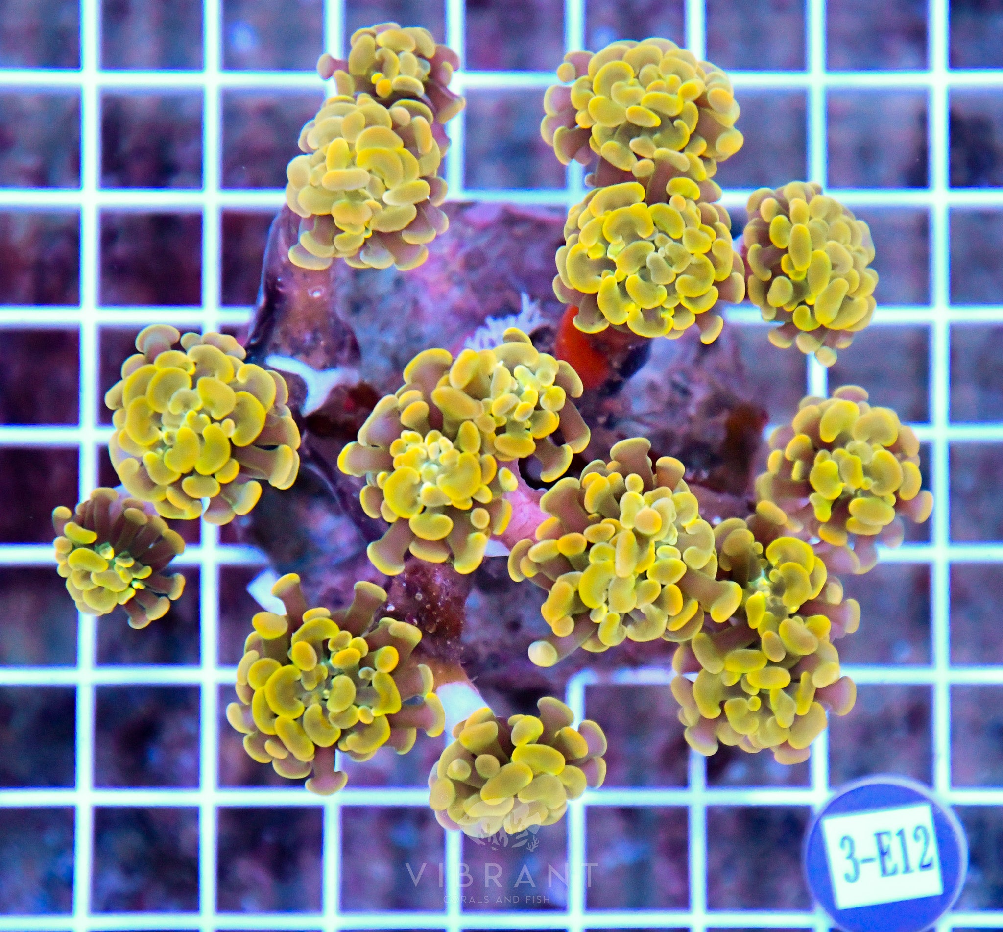 Hammer Branching INDO