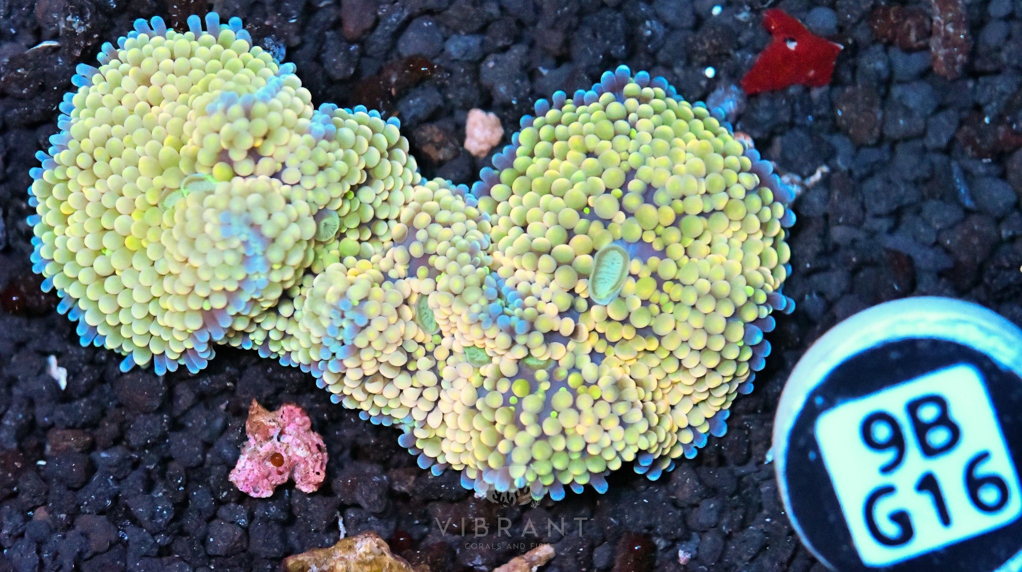 Ricordea Mushroom