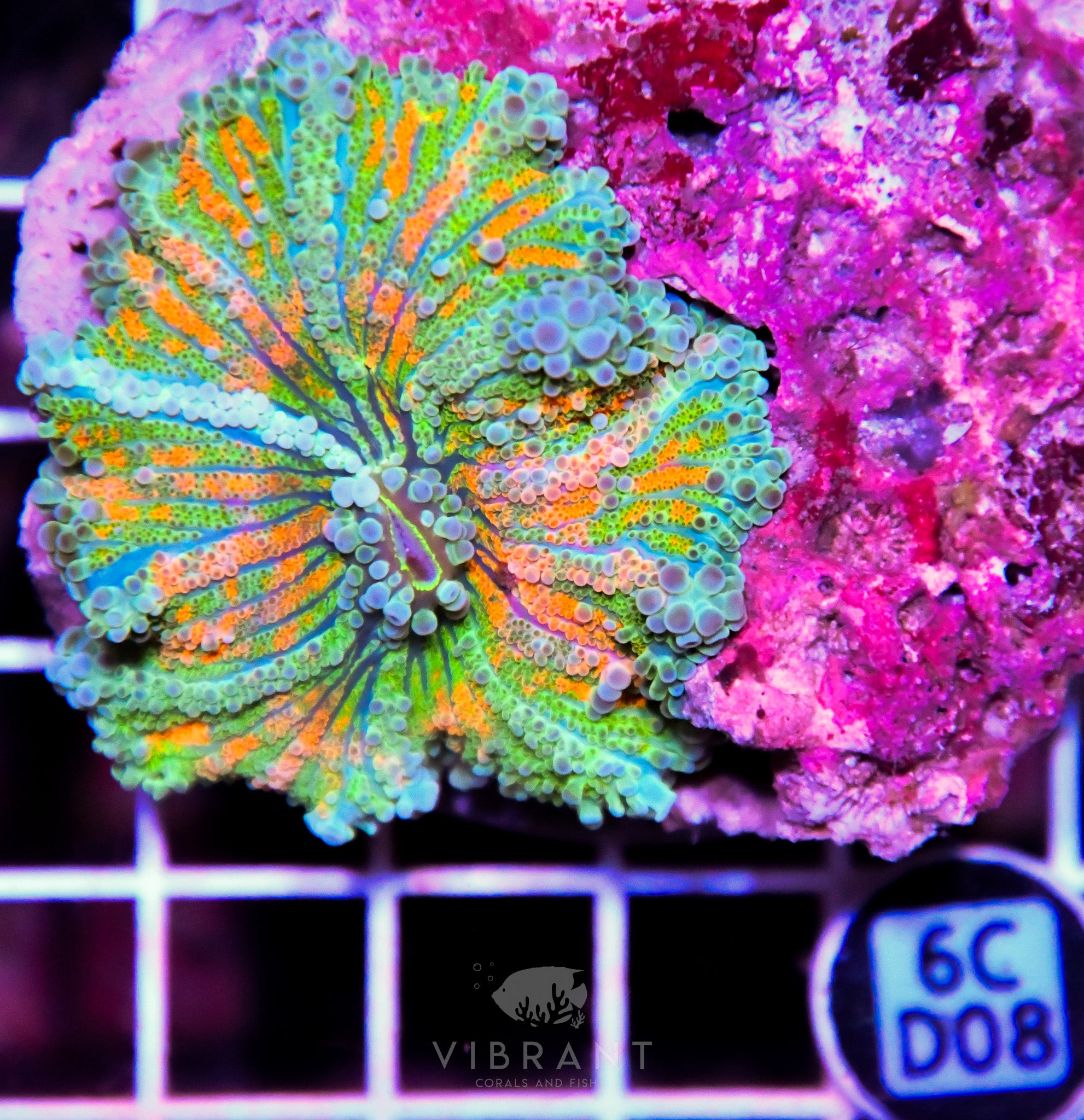 Mushroom INDO
