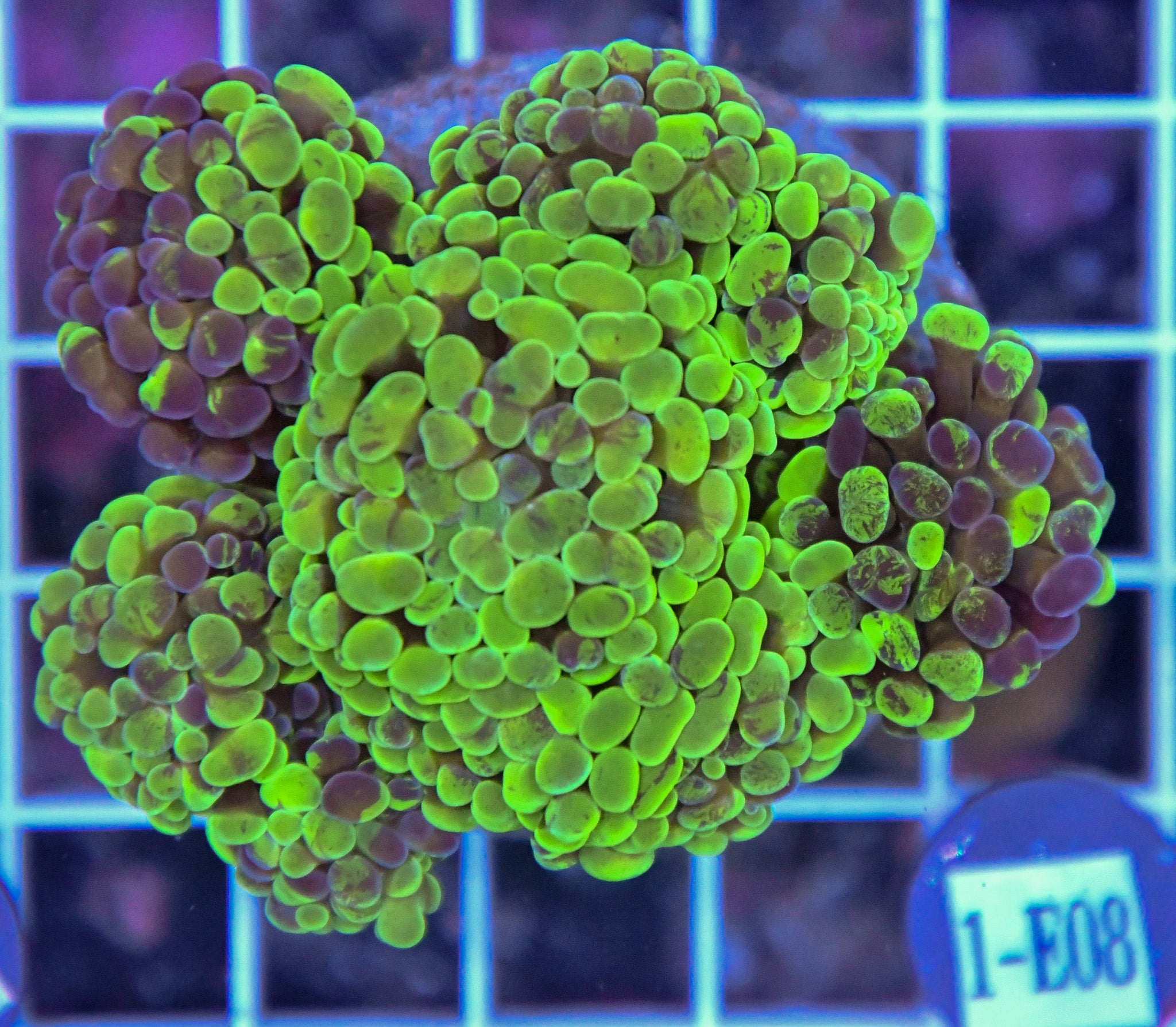 Hammer Branching INDO