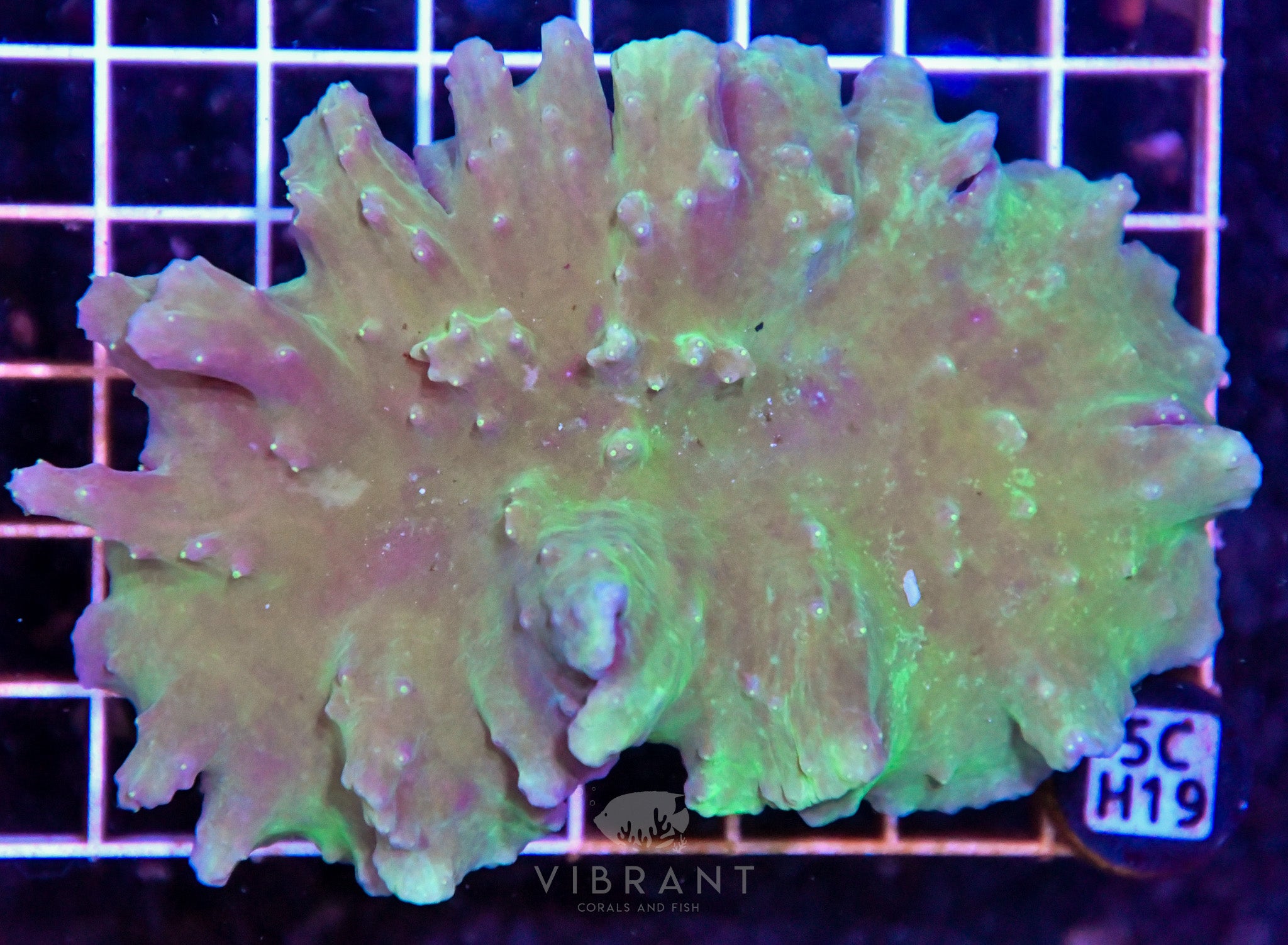 Cabbage Coral INDO