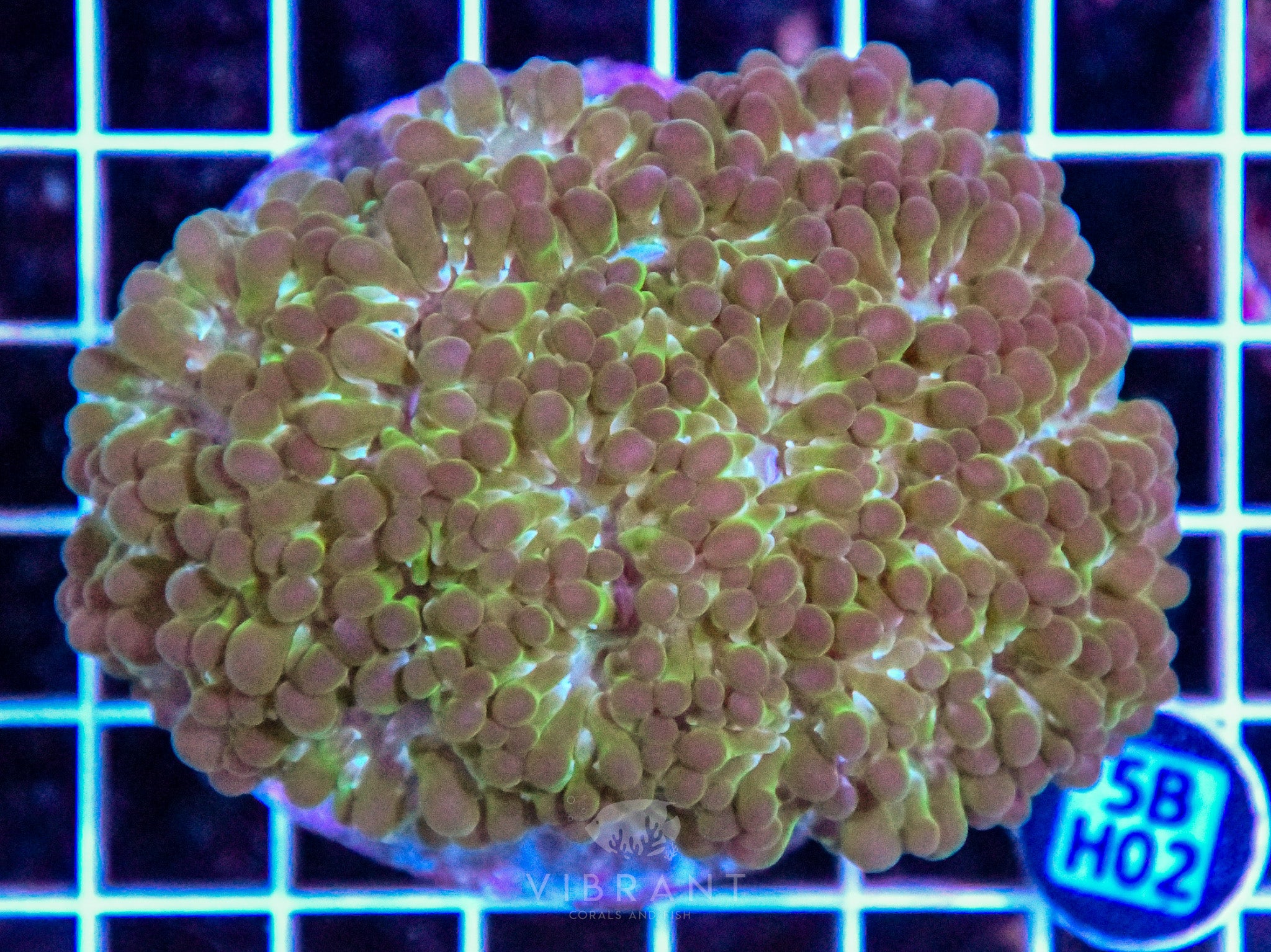 Bubble Coral INDO
