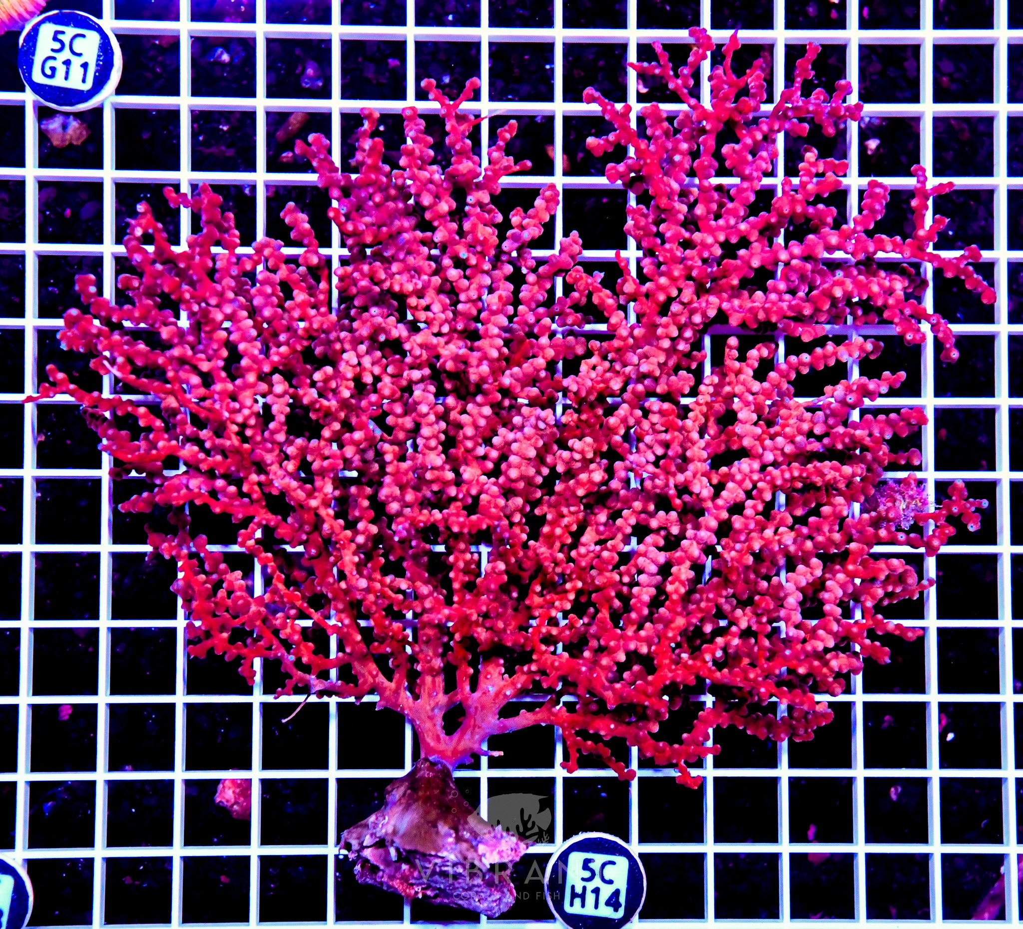Gorgonian INDO W