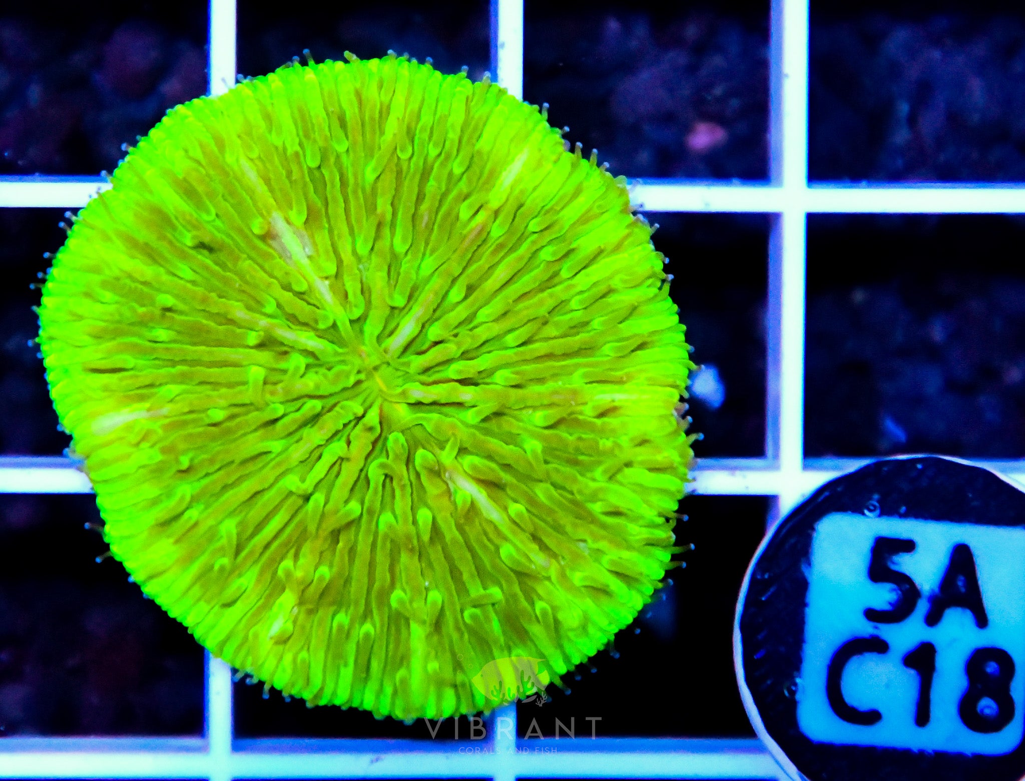 Fungia AUS