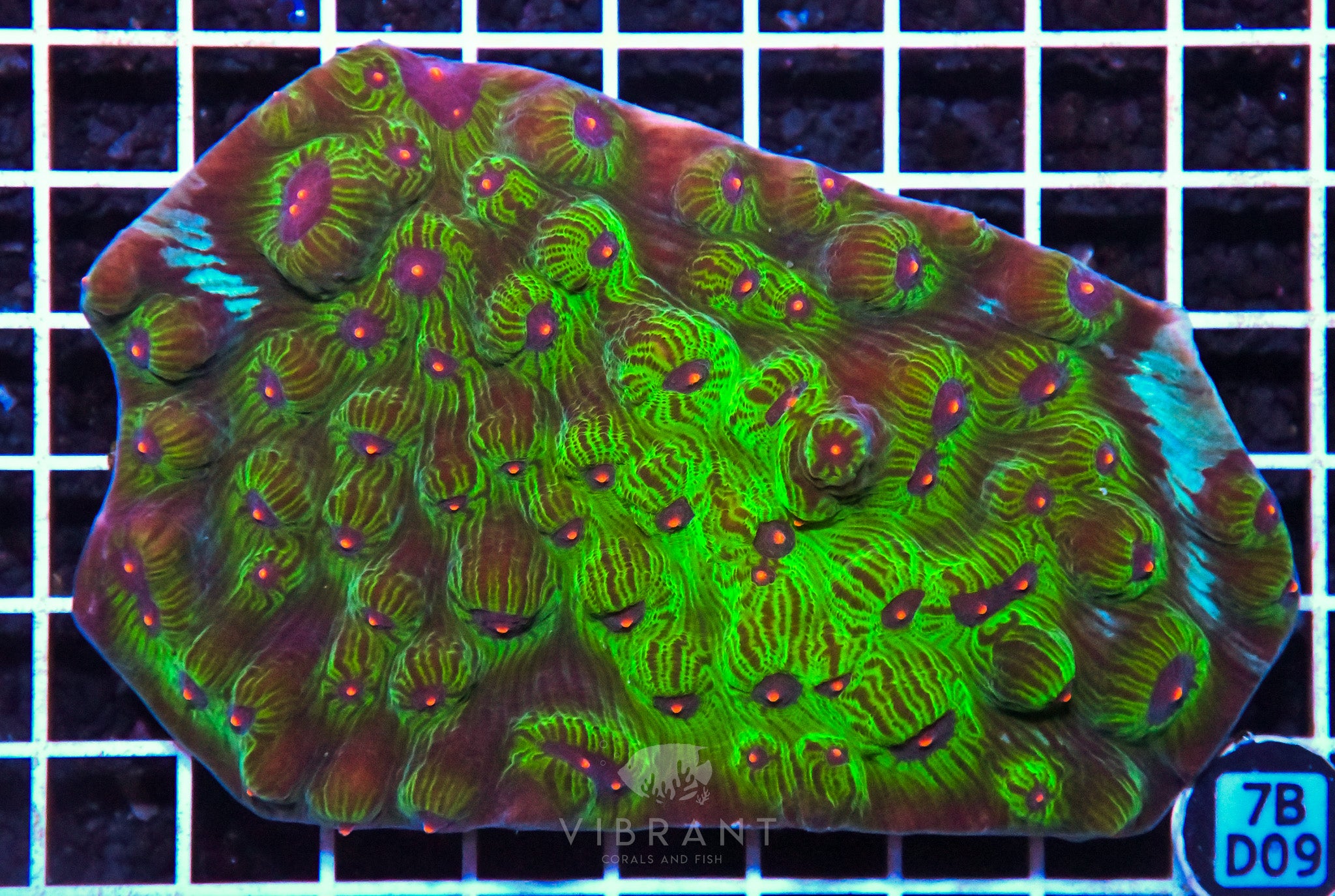 Chalice Ultra INDO W