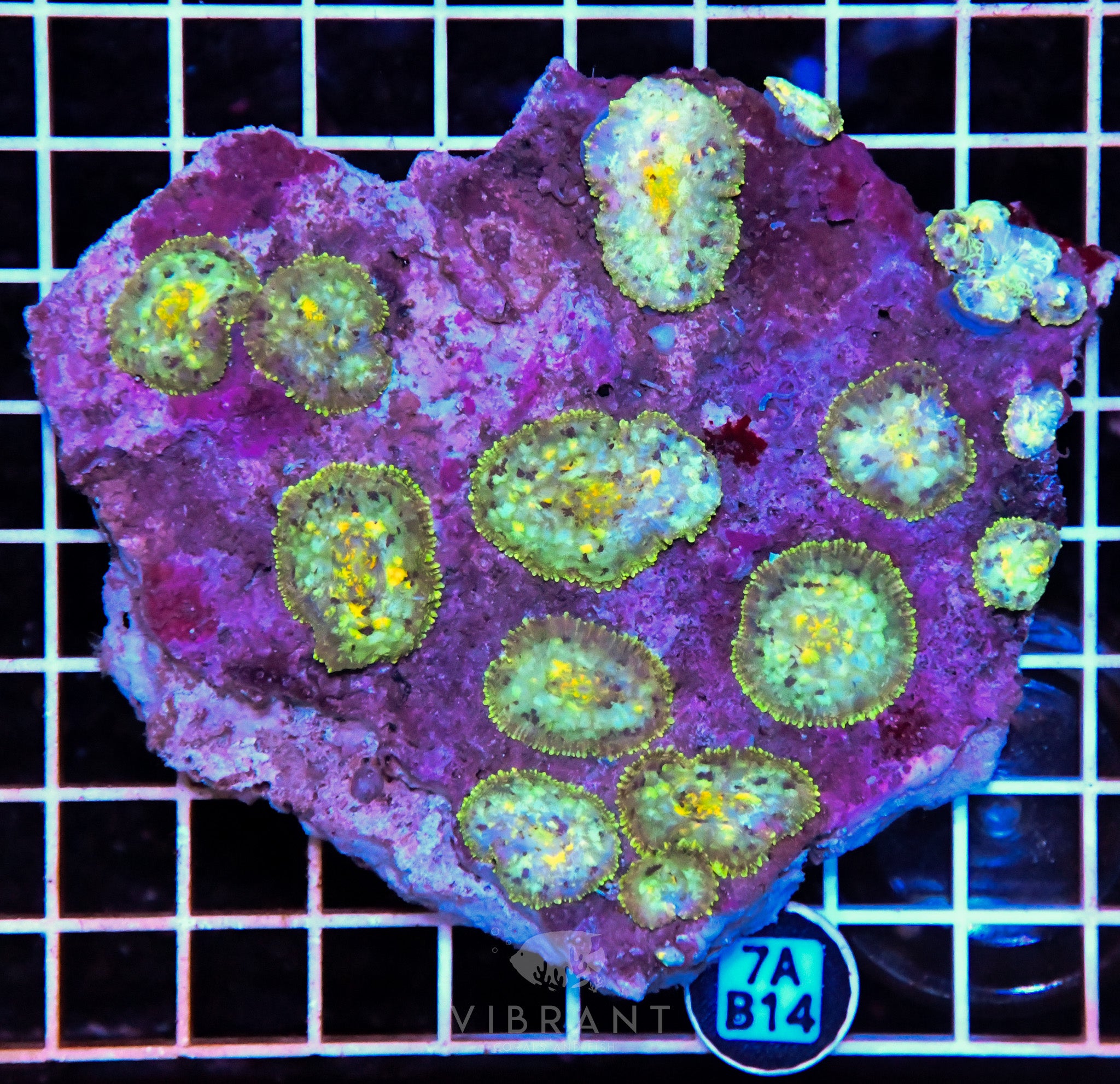Mushroom INDO W