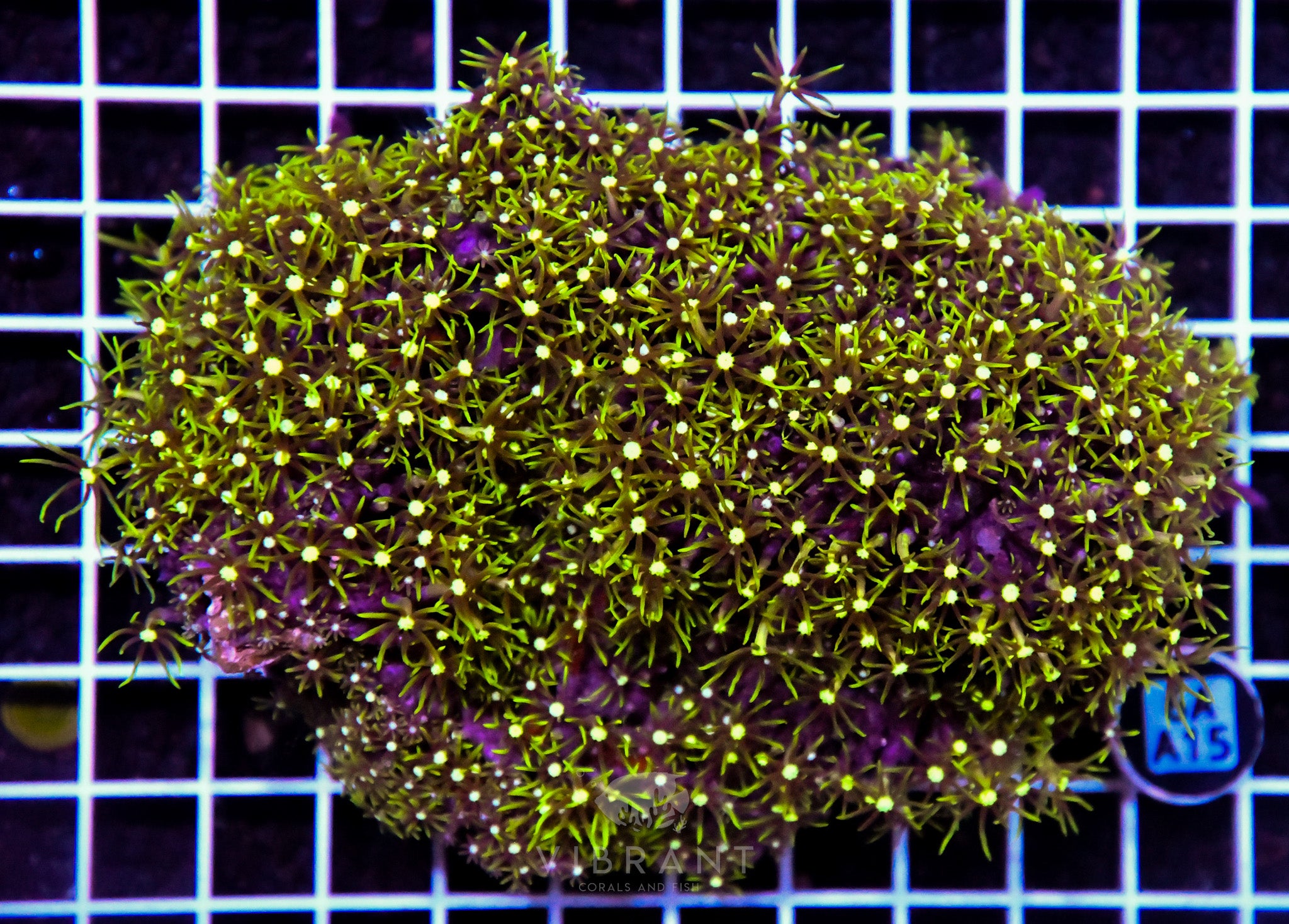 Star Polyp INDO W