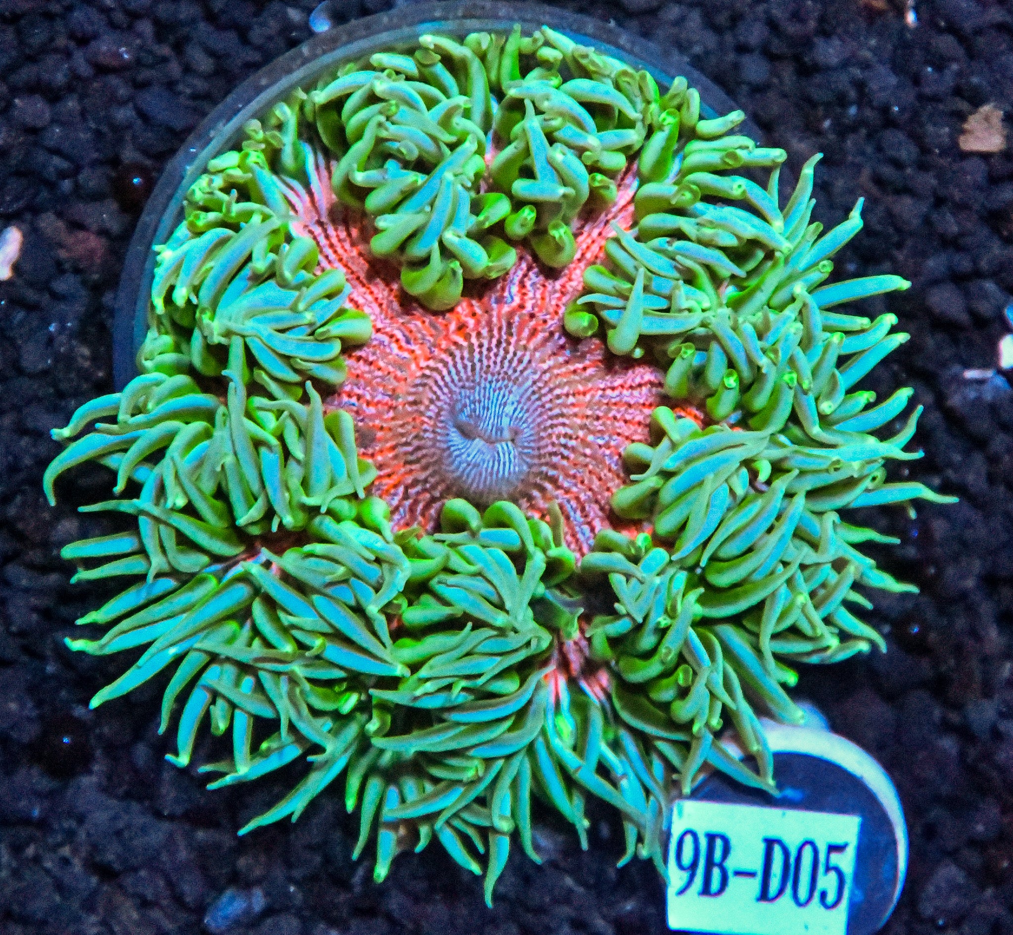 Rock Flower Anemone