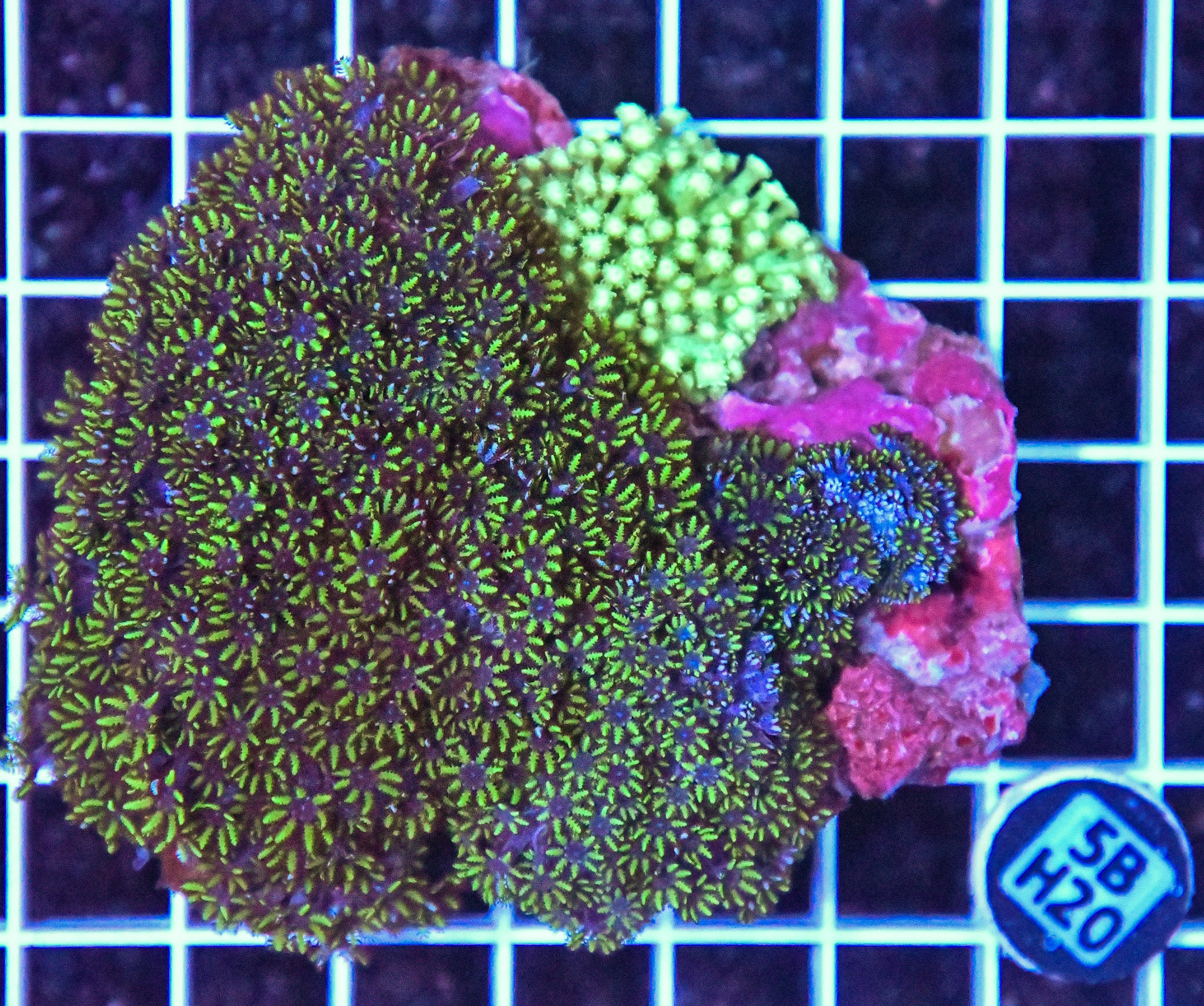 Bluew Sympodium INDO W