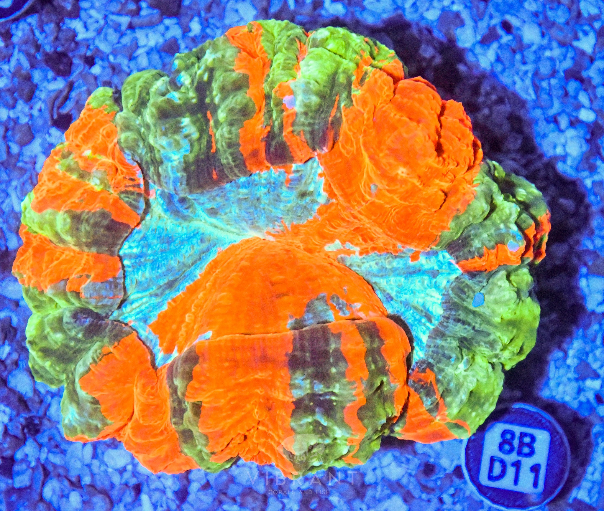 Acanthophyllia  INDO W