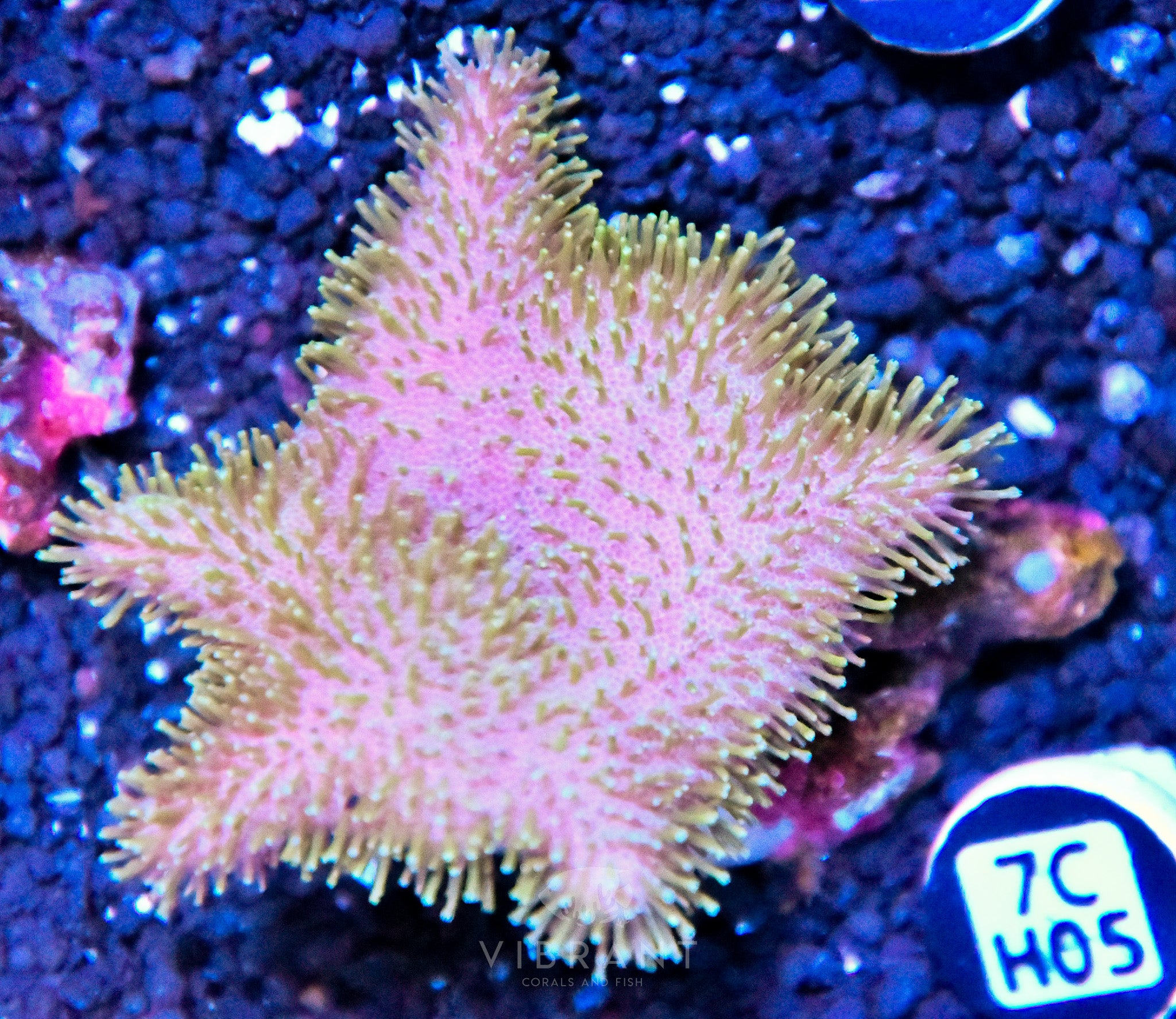 Leather INDO W