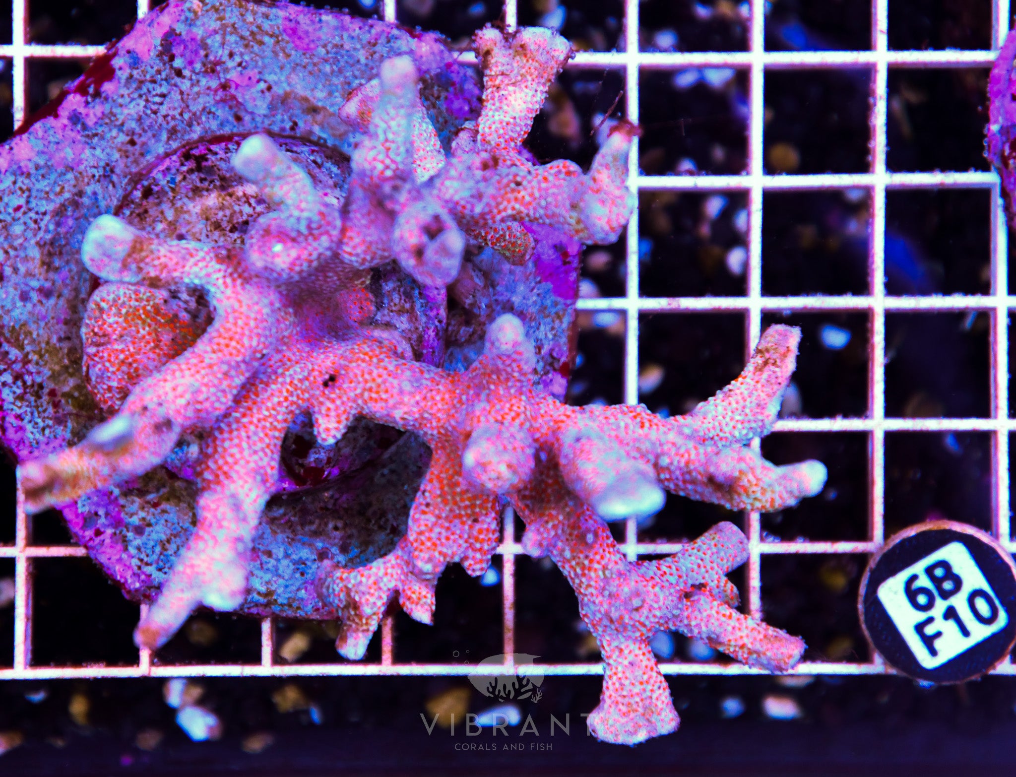 Montipora Digitata INDO