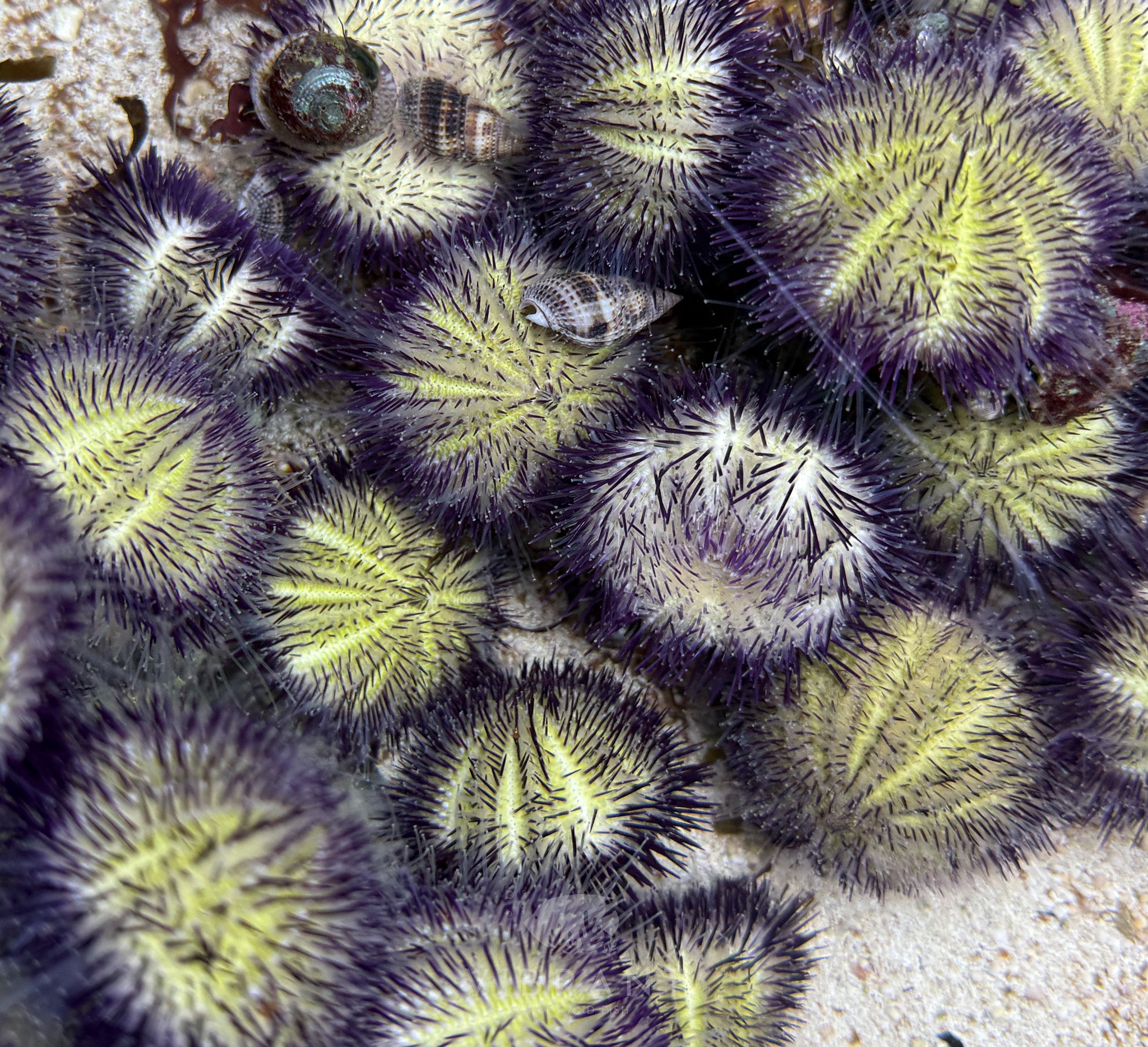 Urchin Purple