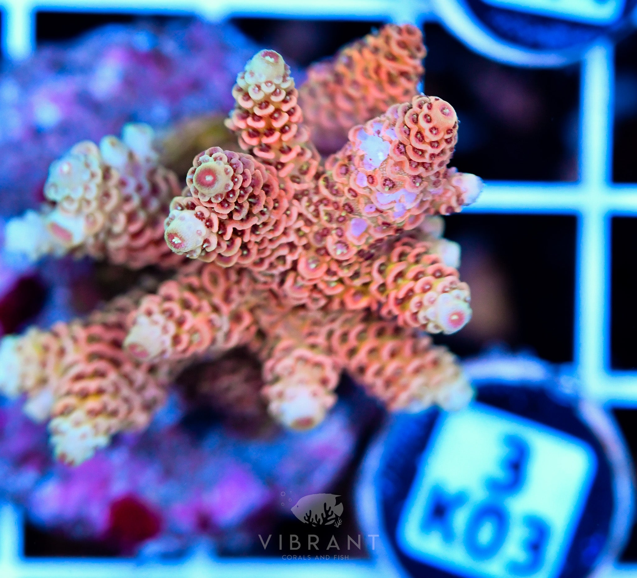 Acro Tiny INDO