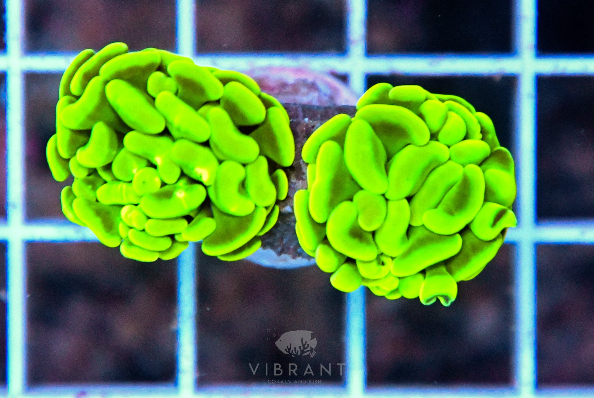 Hammer Branching Yellow AUS Per Polyp (sample)