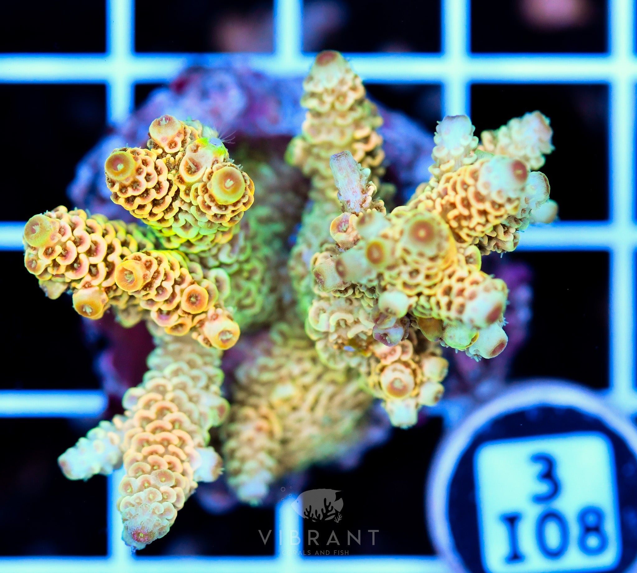 Acro Tiny INDO