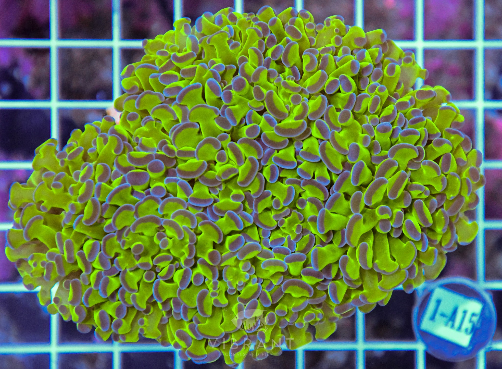 Hammer Branching Aquacultre