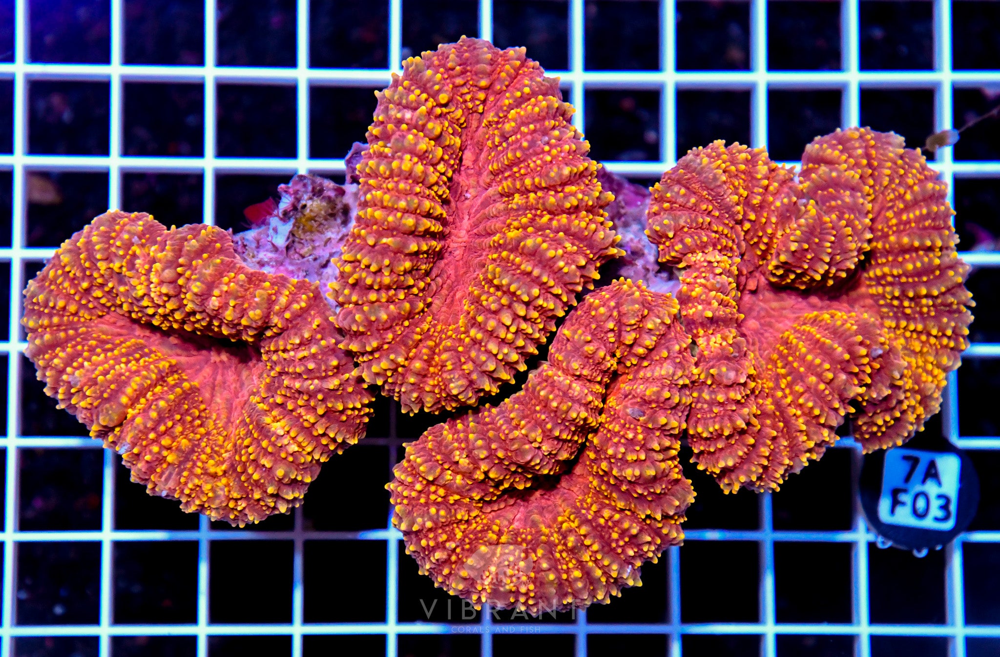 Symphyllia INDO W