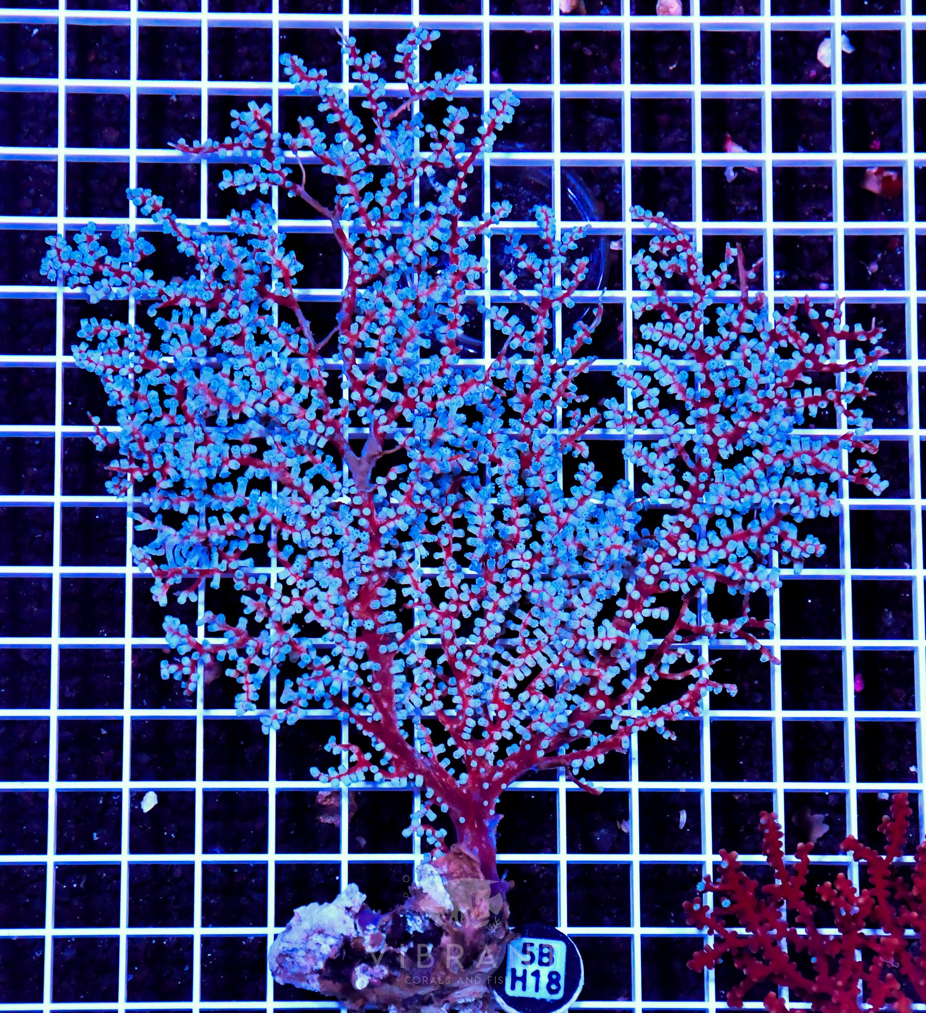 Gorgonian INDO W
