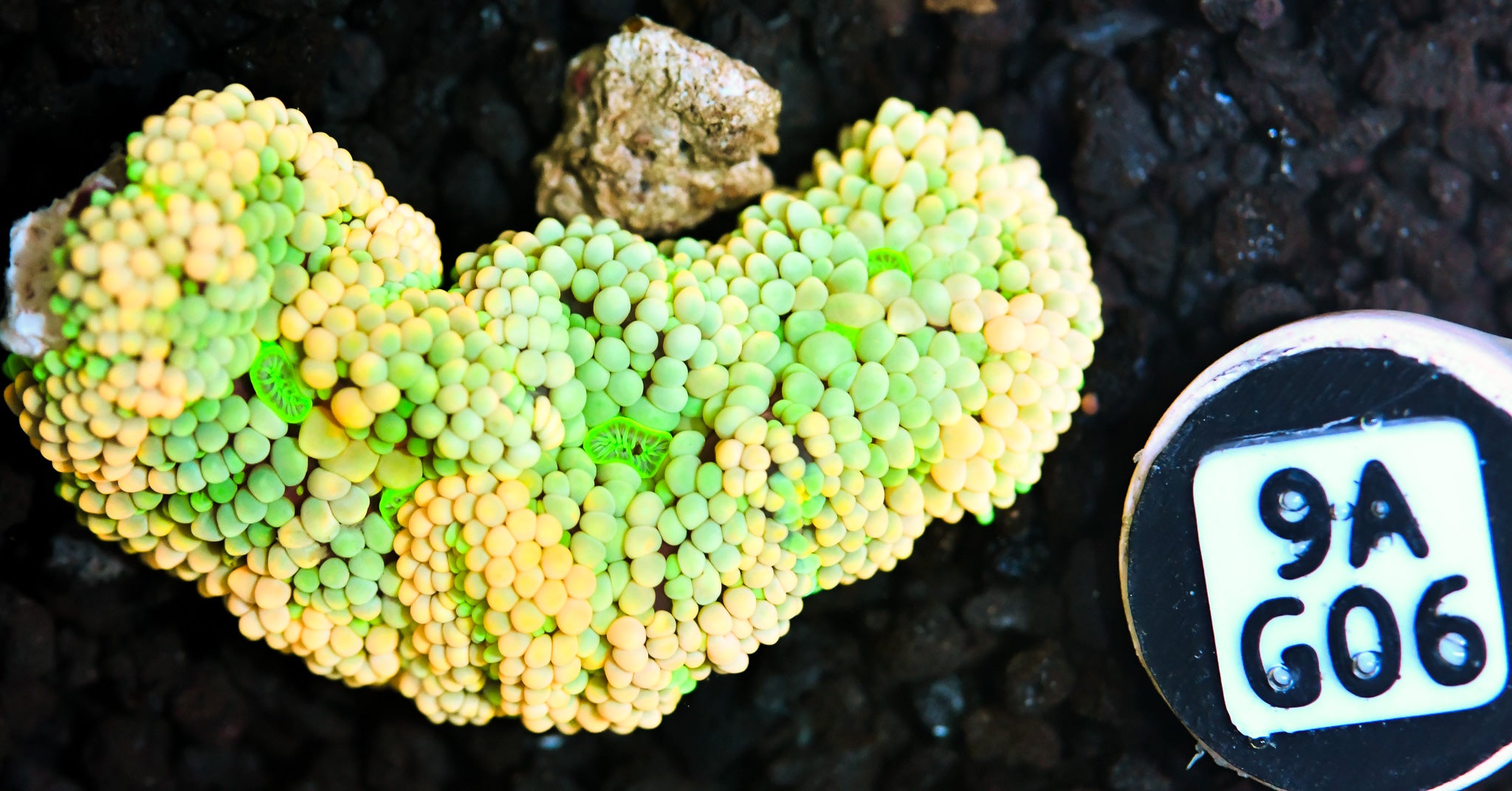 Ricordea Mushroom
