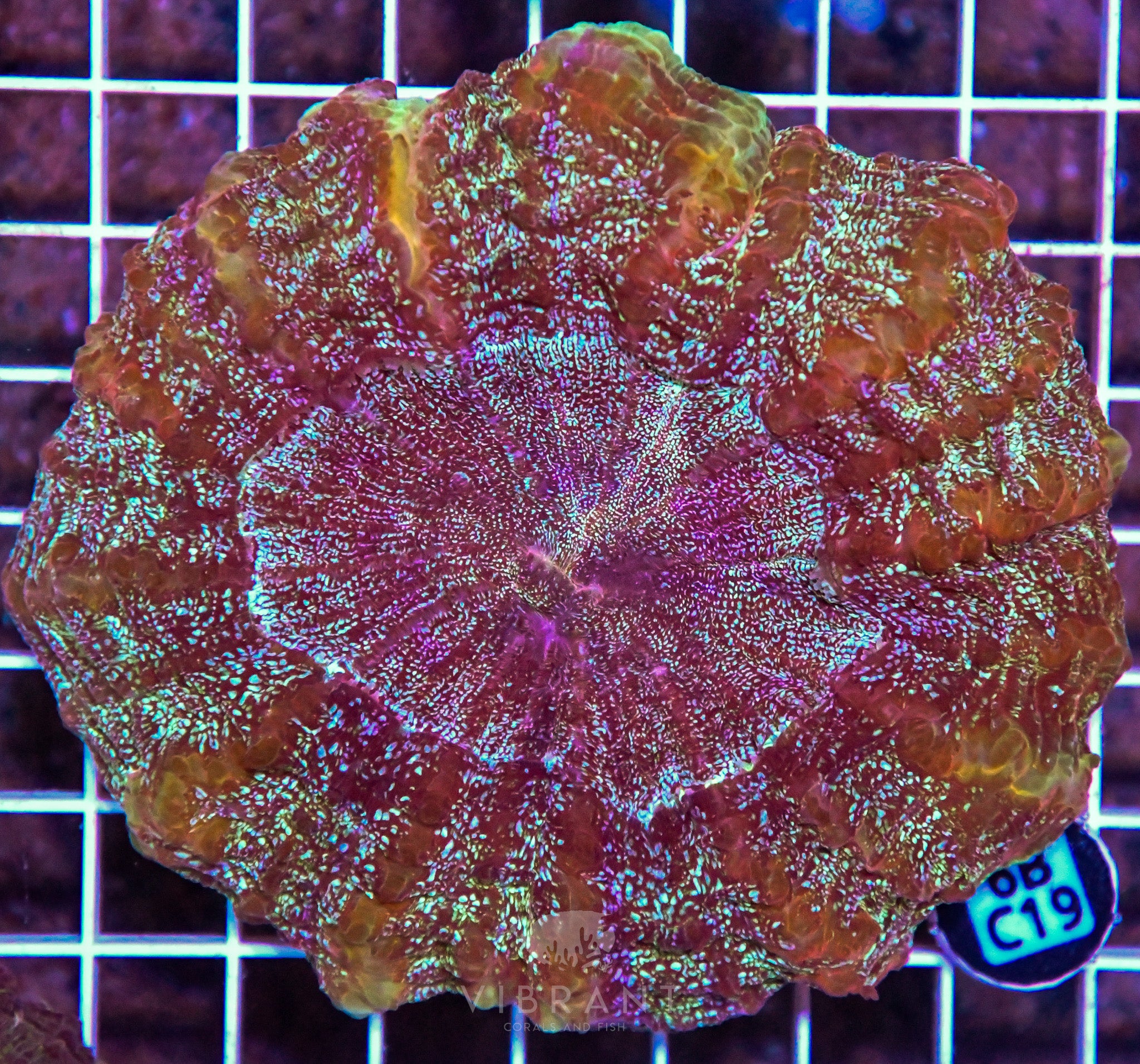 Acanthophyllia INDO W