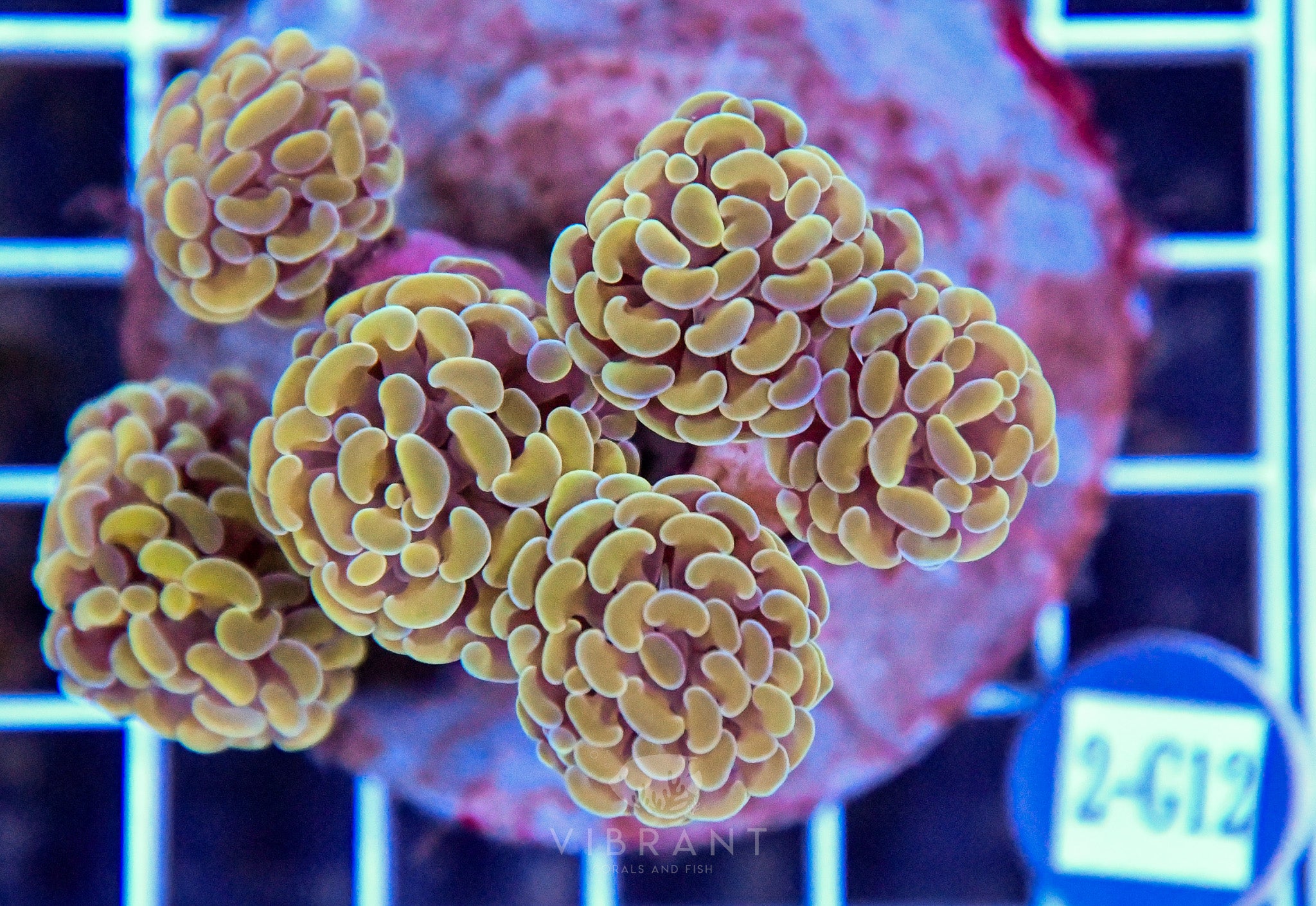 Hammer Branching INDO