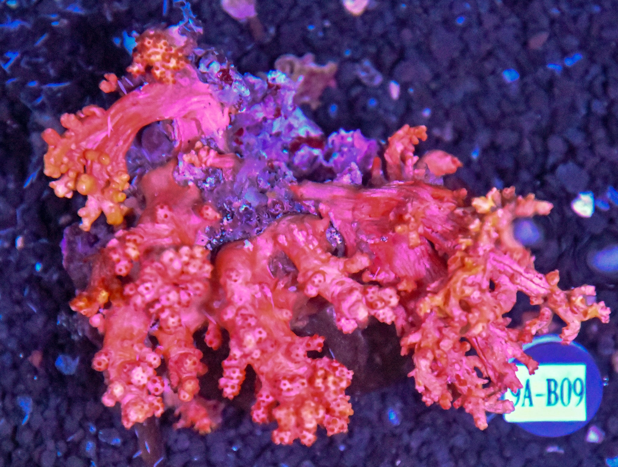 Carnation Coral INDO W