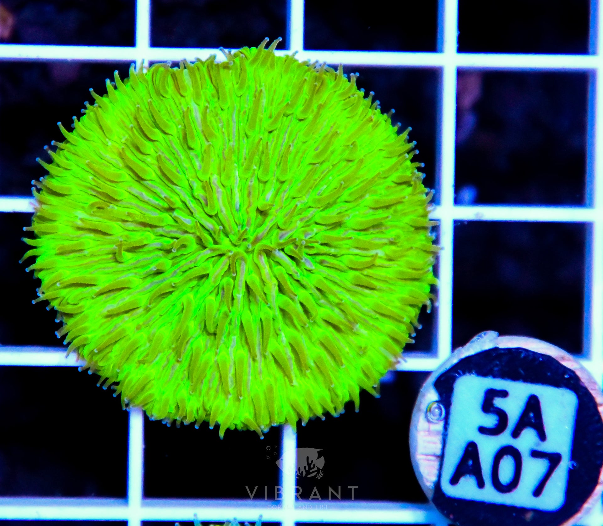 Fungia AUS
