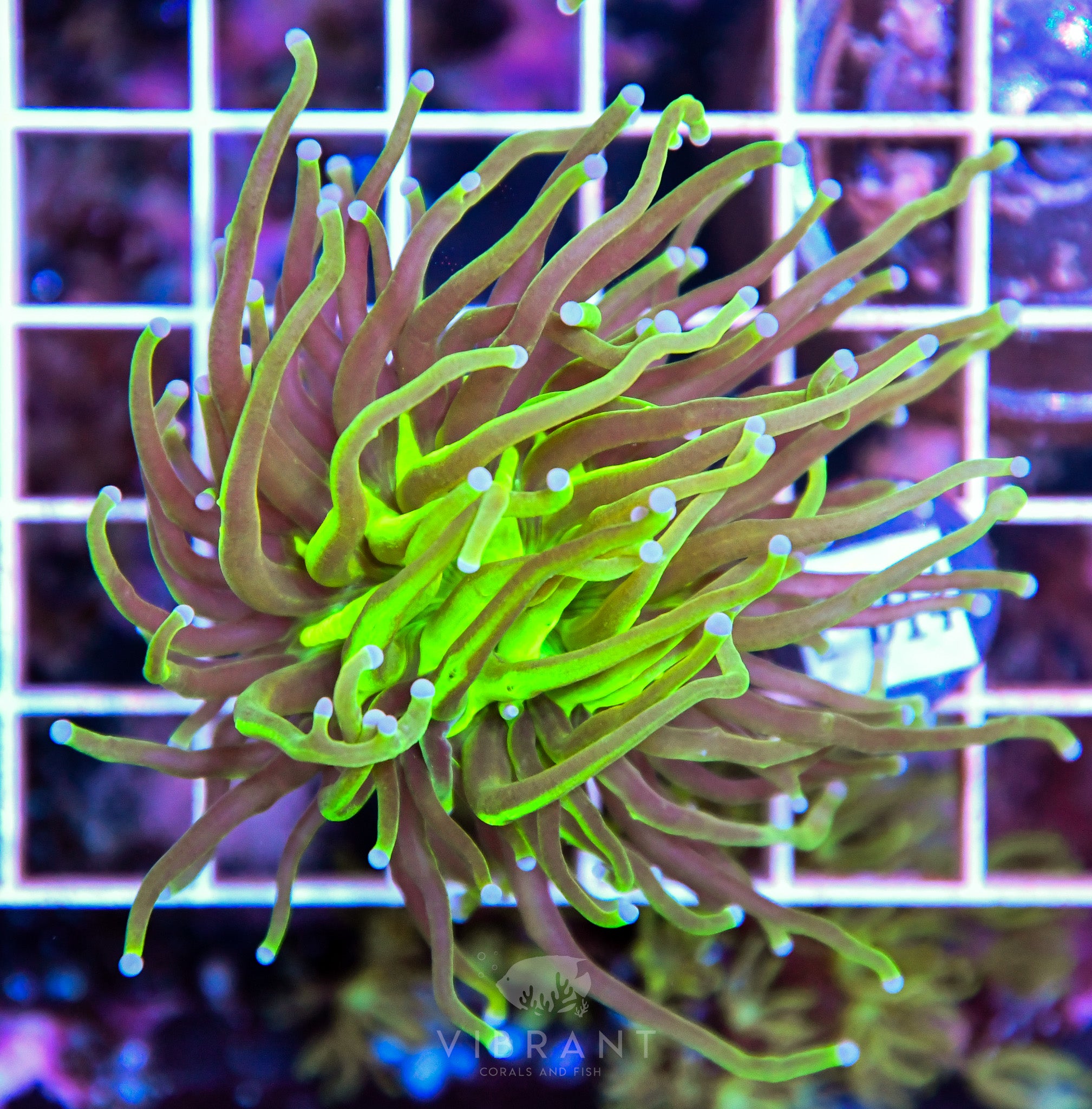 Torch INDO REVERSE GLITTER