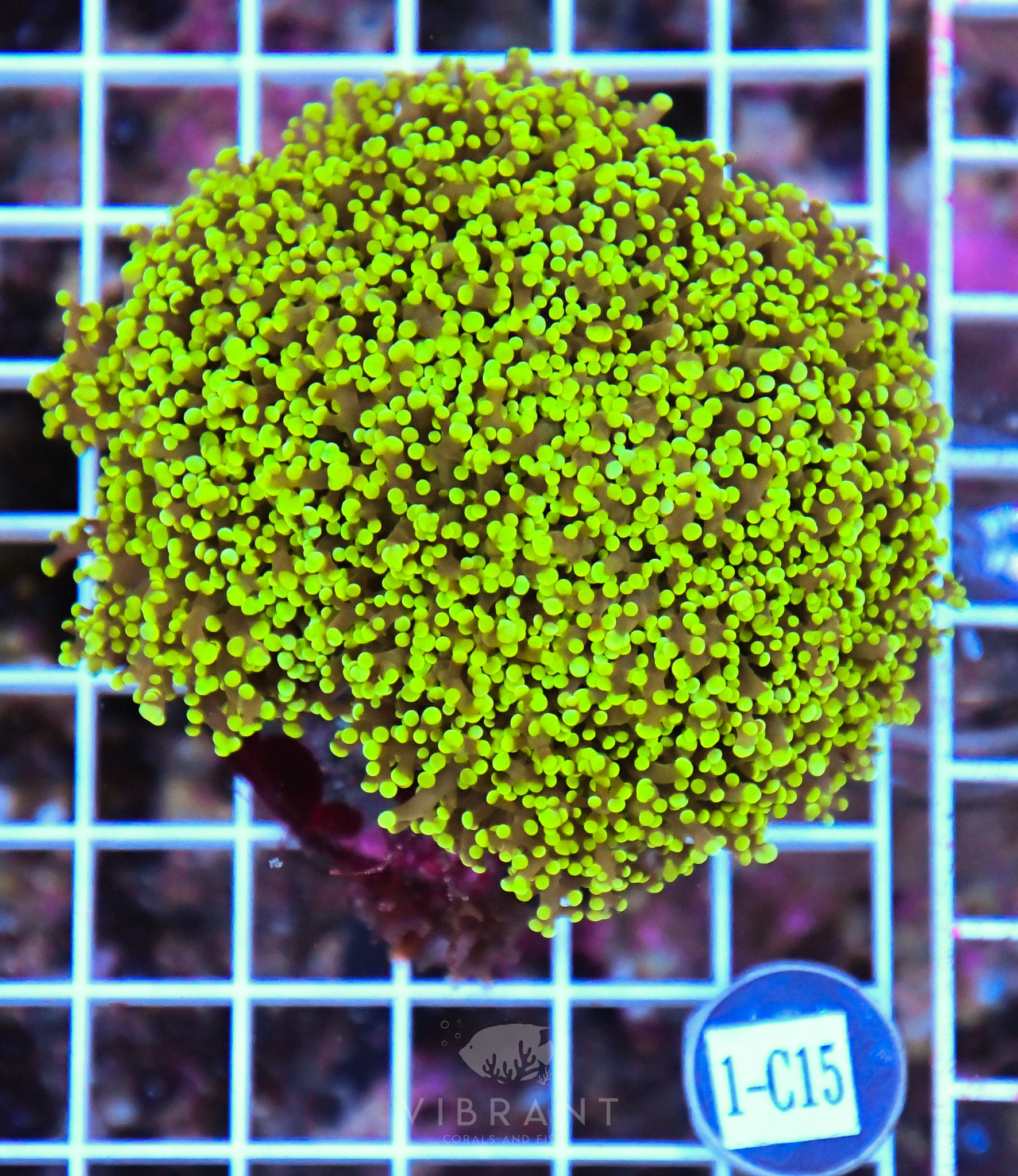 Yaeyamaensis Branching INDO