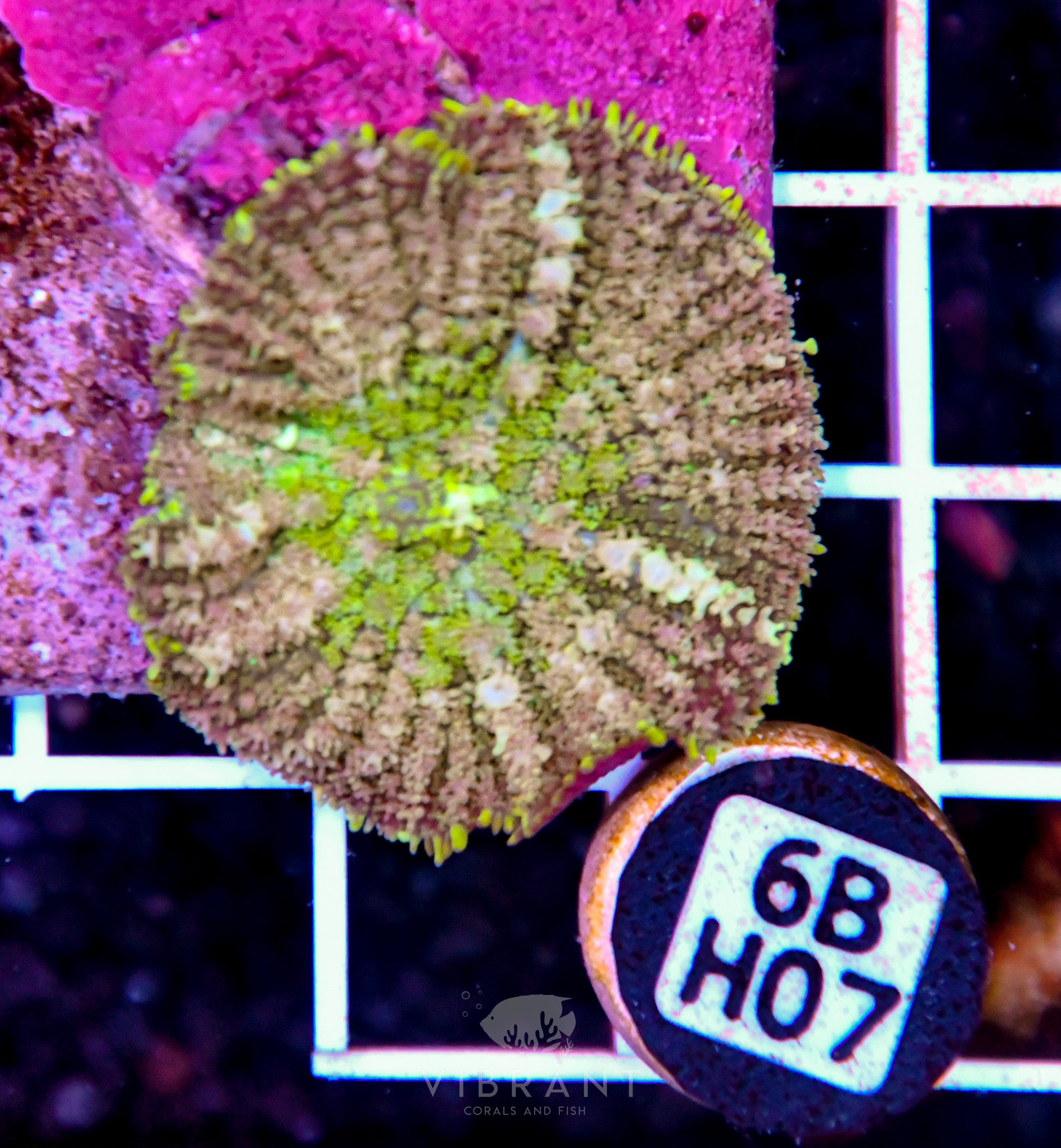 Mushroom INDO