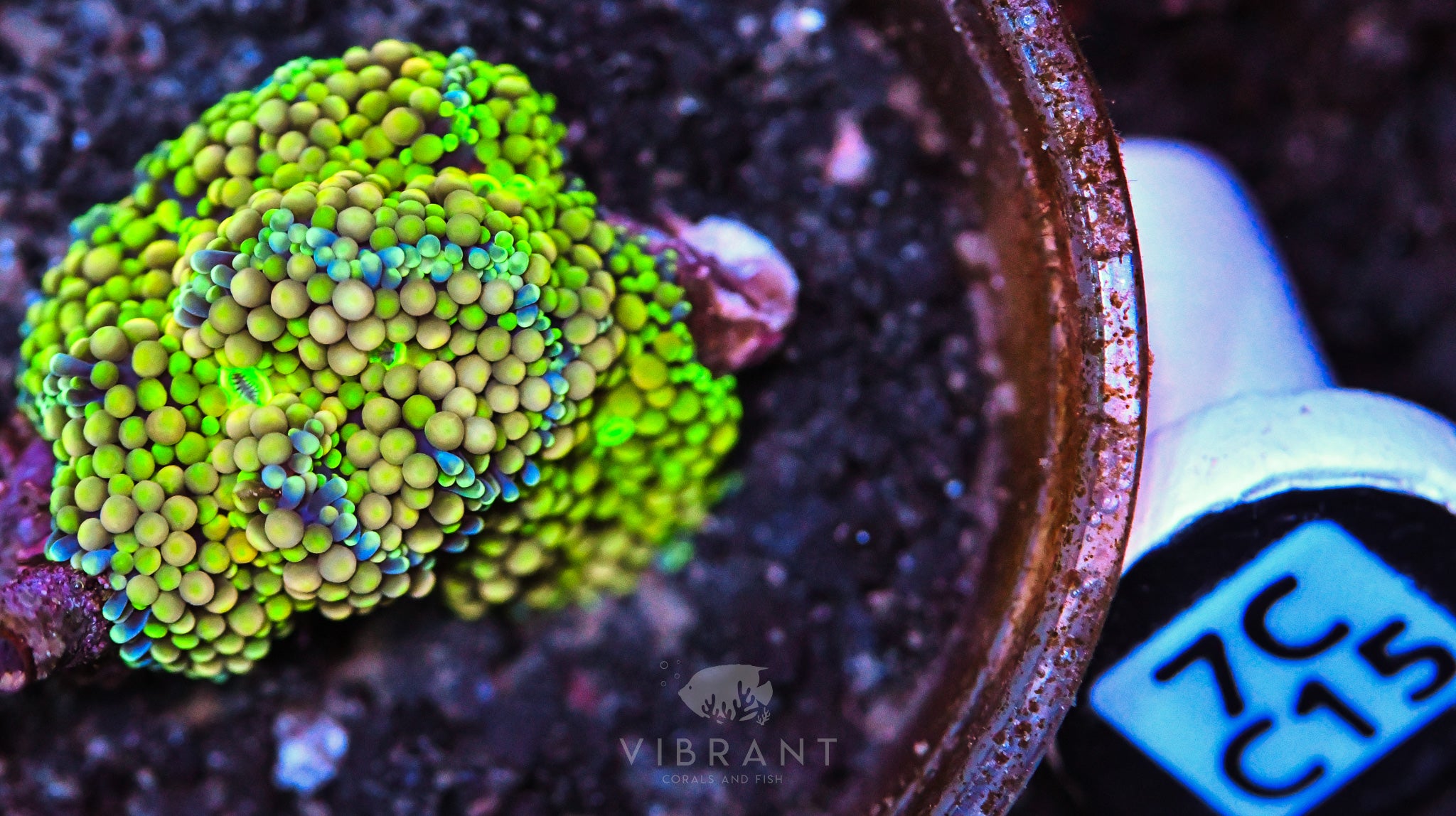 Ricordea Ultra Mushroom