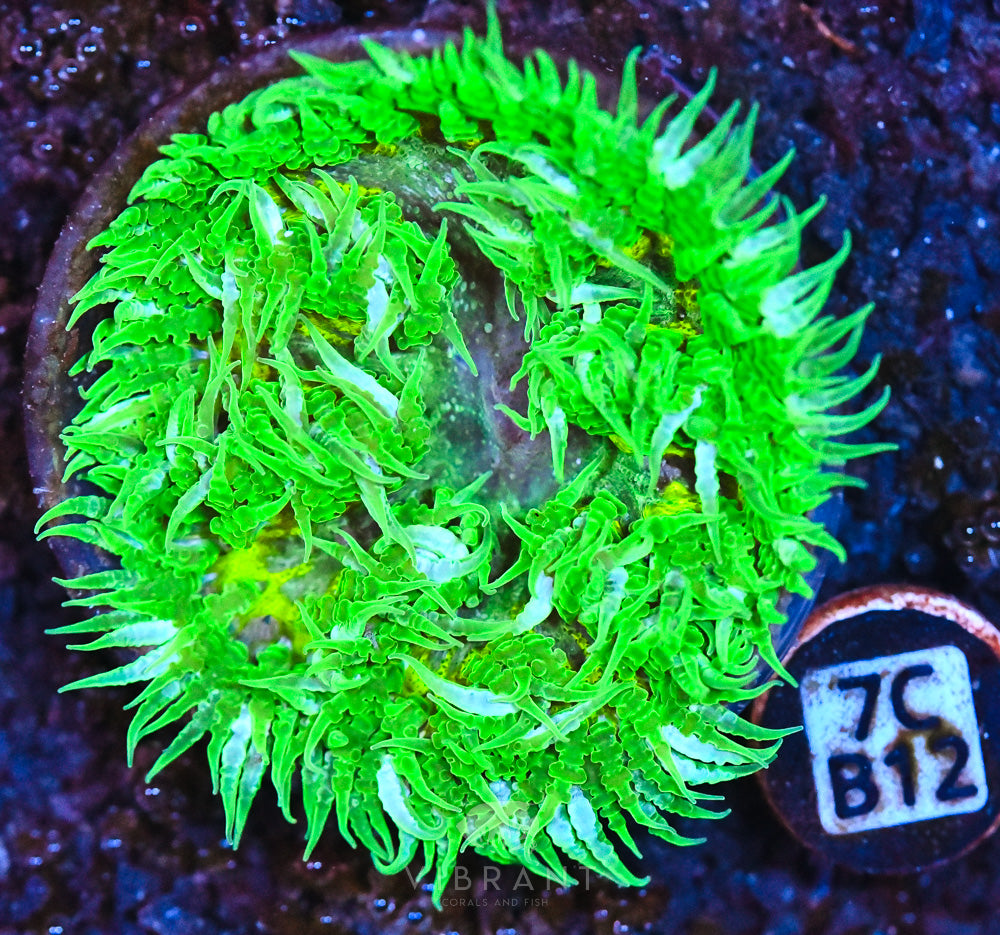 Rock Flower Ultra Anemone