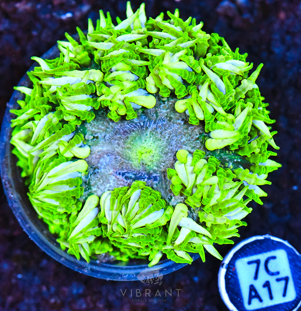 Rock Flower Ultra Anemone