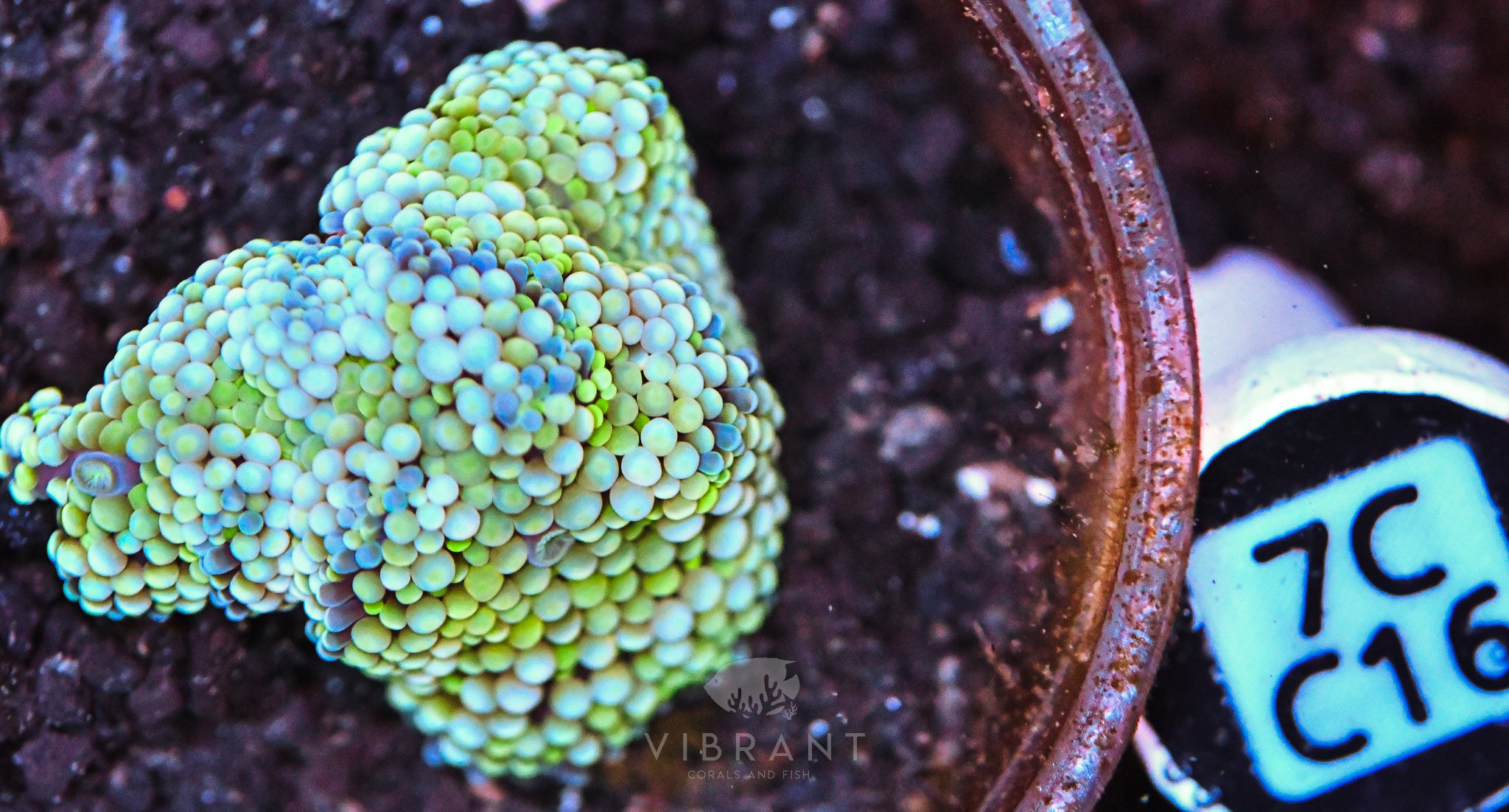 Ricordea Ultra Mushroom