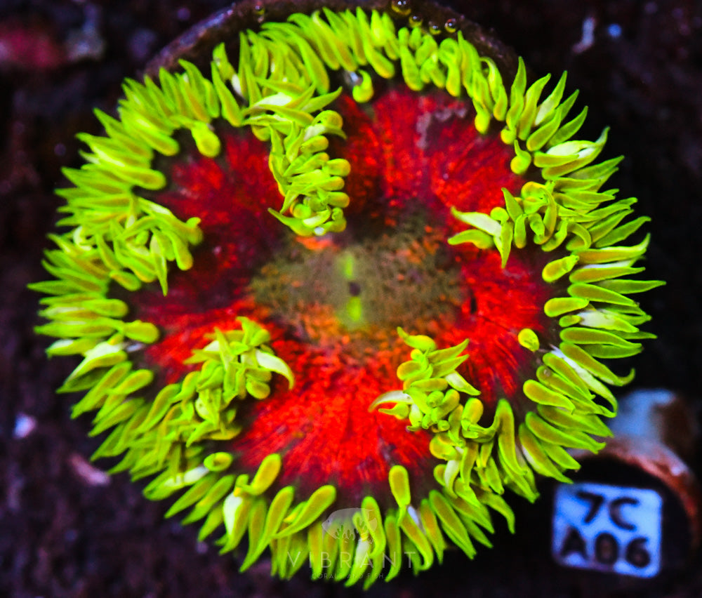 Rock Flower Ultra Anemone