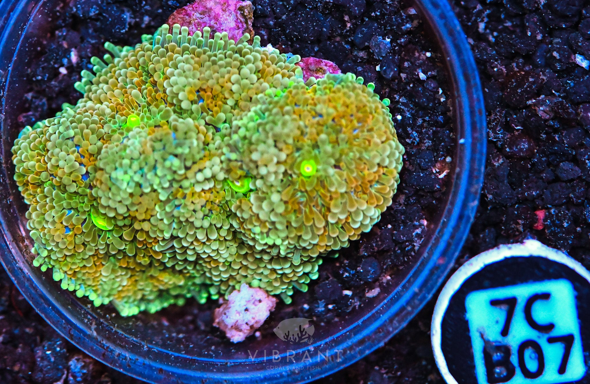 Ricordea Ultra Mushroom