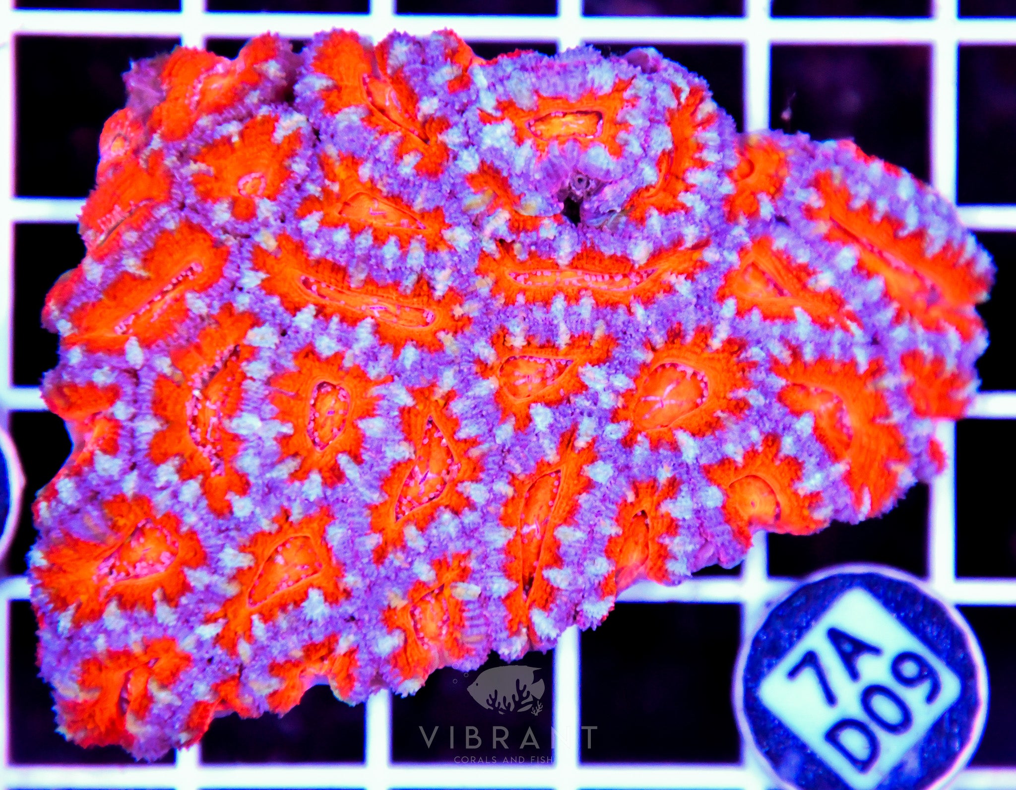 Acan Lord AUS