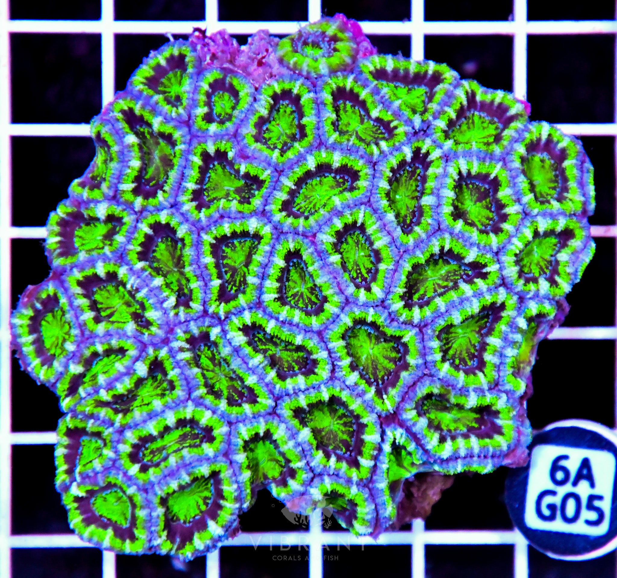 Acan Lord AUS