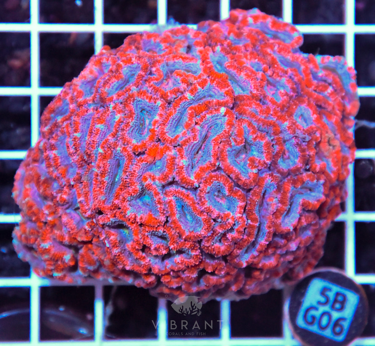 Acan Lord AUS