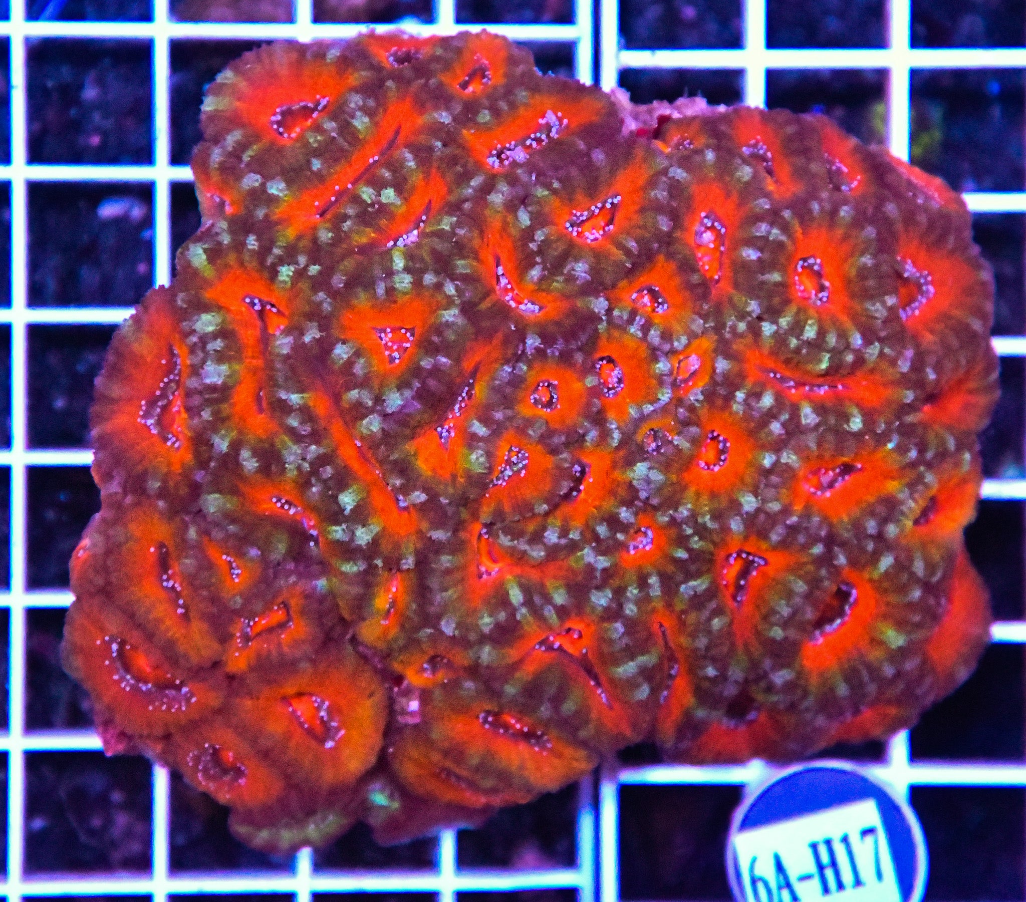 Acan Lord AUS