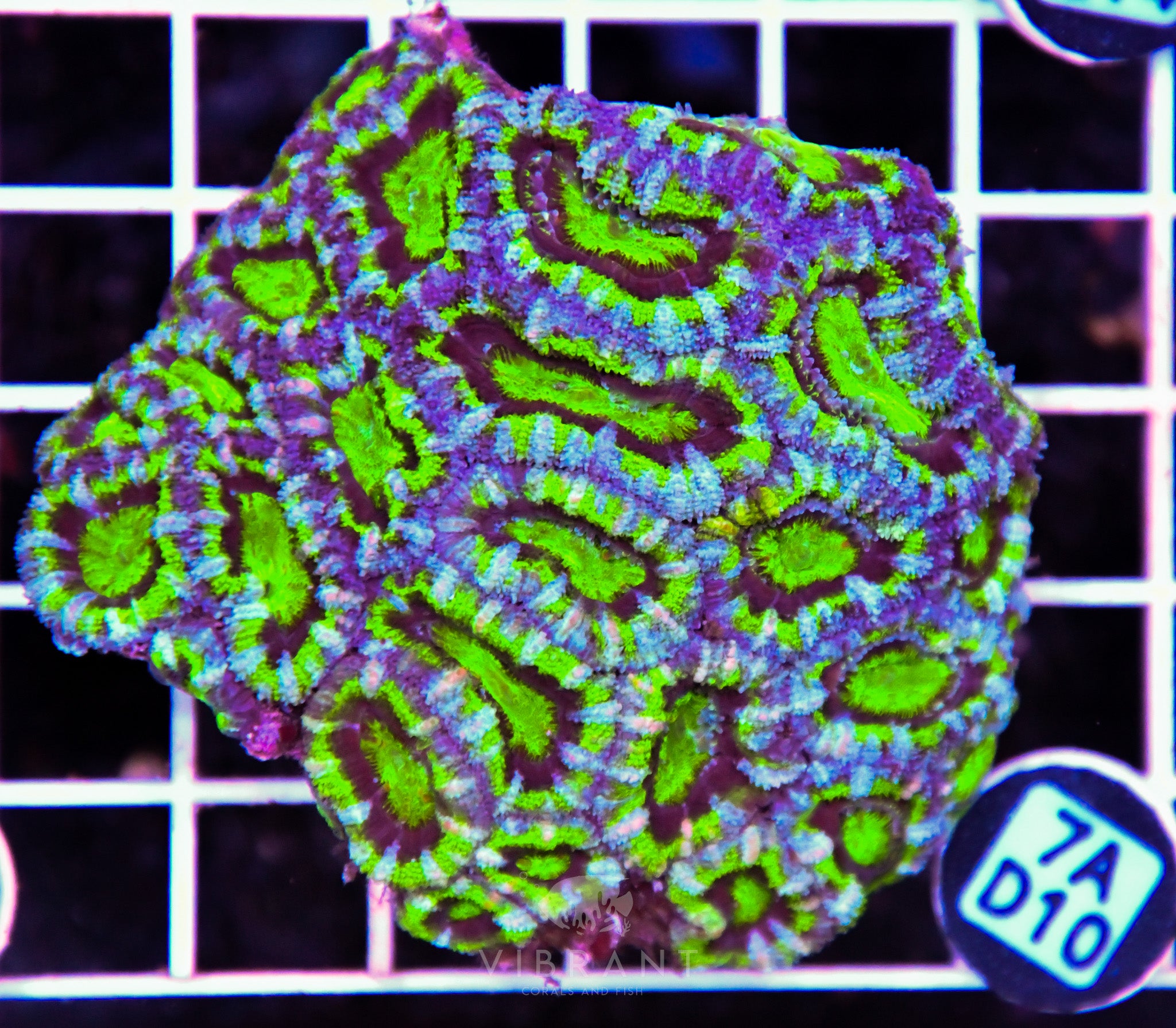 Acan Lord AUS