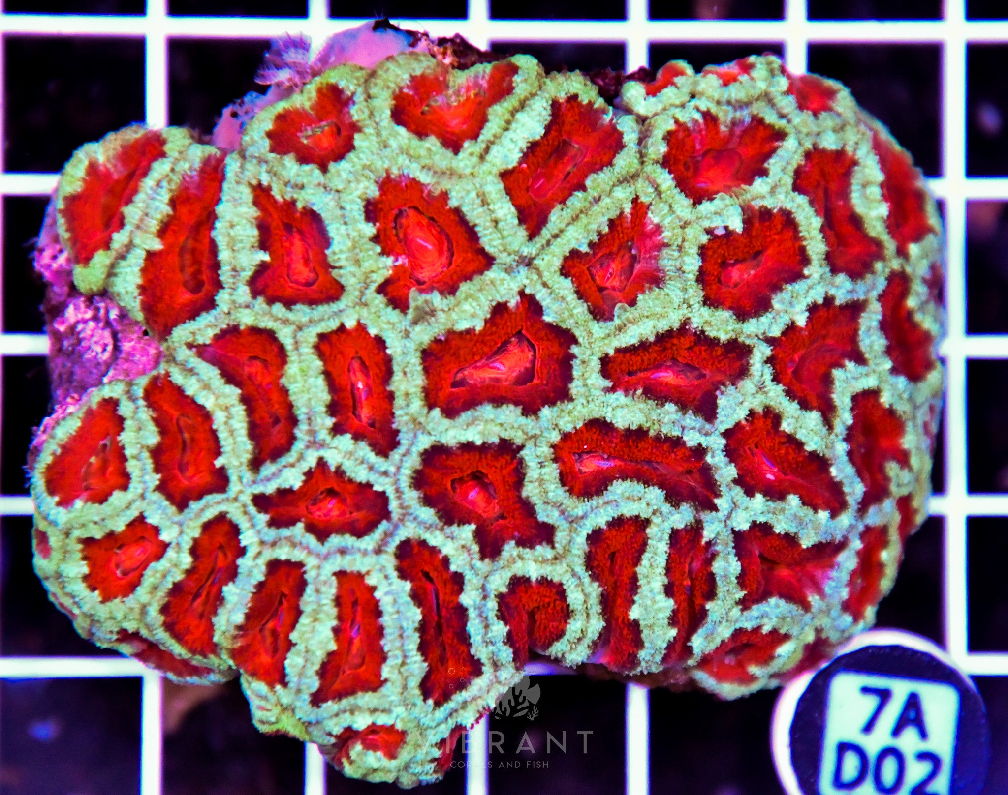 Acan Lord AUS