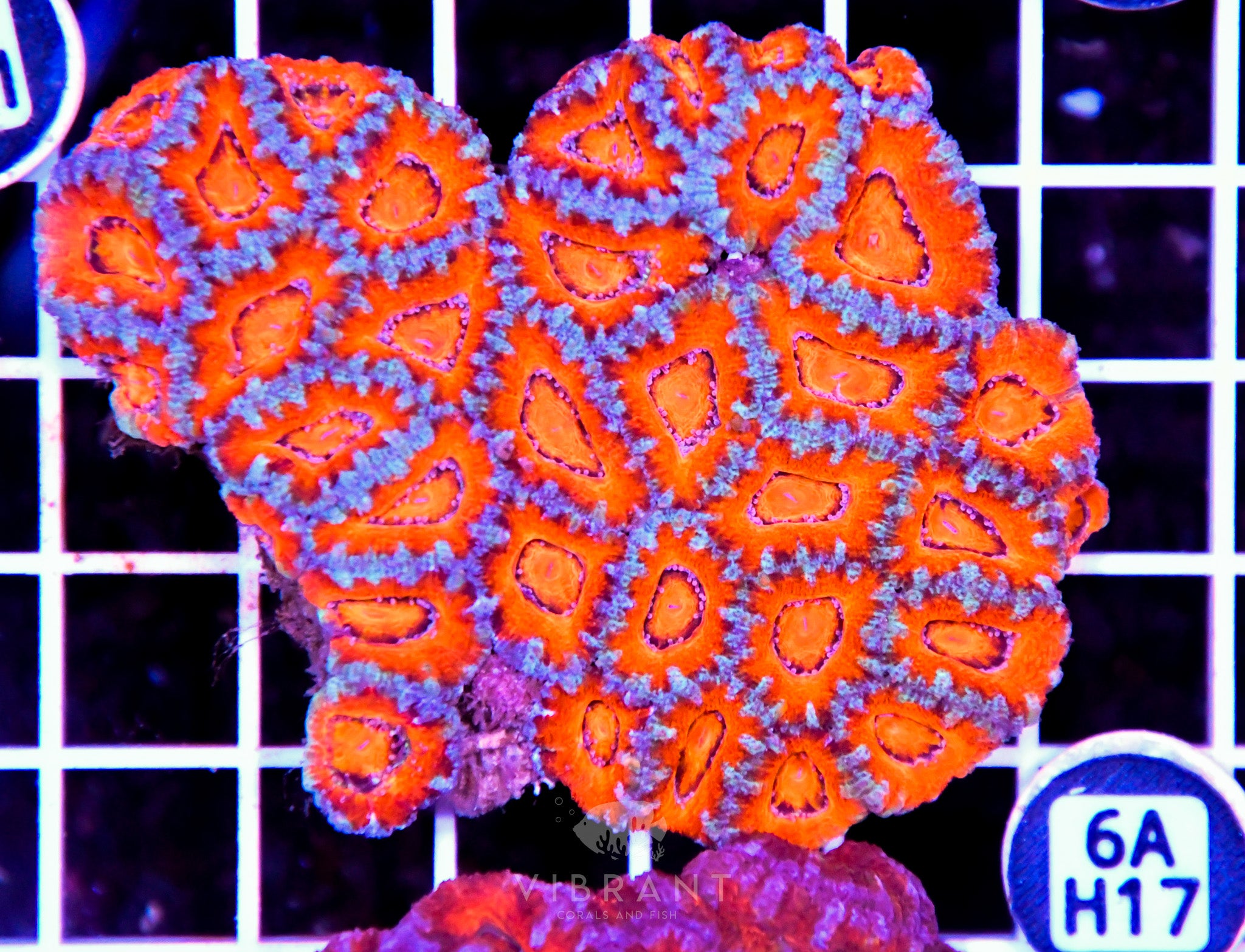 Acan Lord AUS