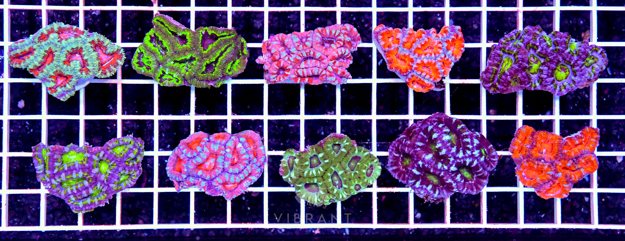 Acan Lord Tiny Pack 10pc SAMPLE