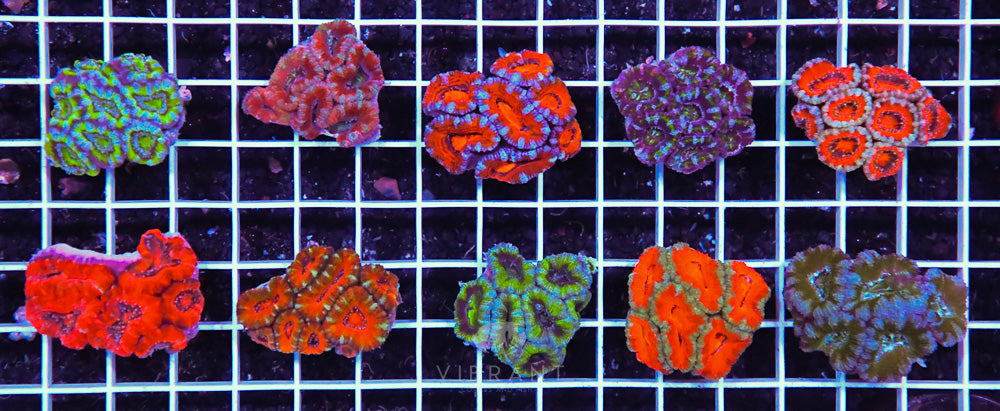Acan Lord Tiny Pack 10pc AUS SAMPLE