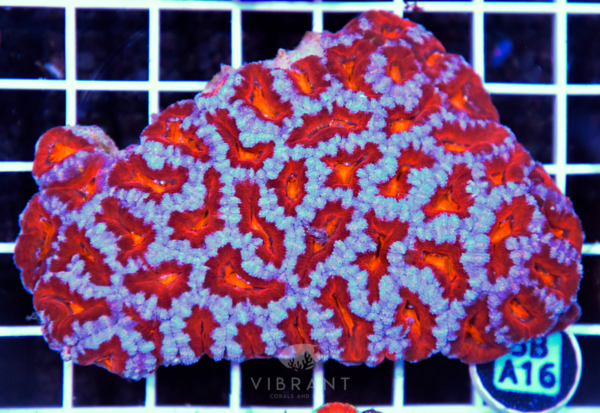 Acan Lord AUS
