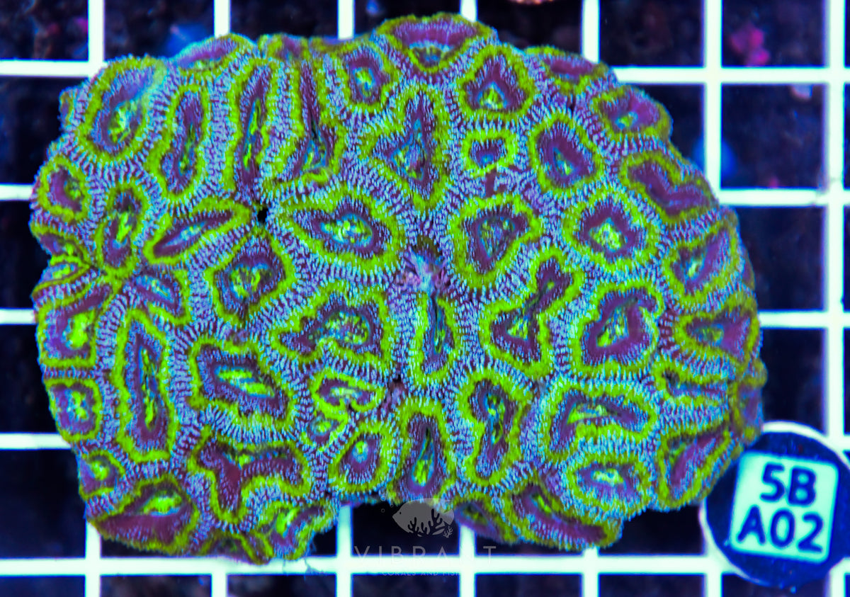 Acan Lord AUS