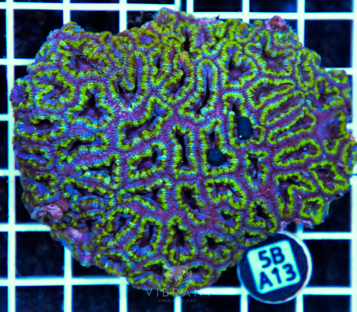 Acan Lord AUS