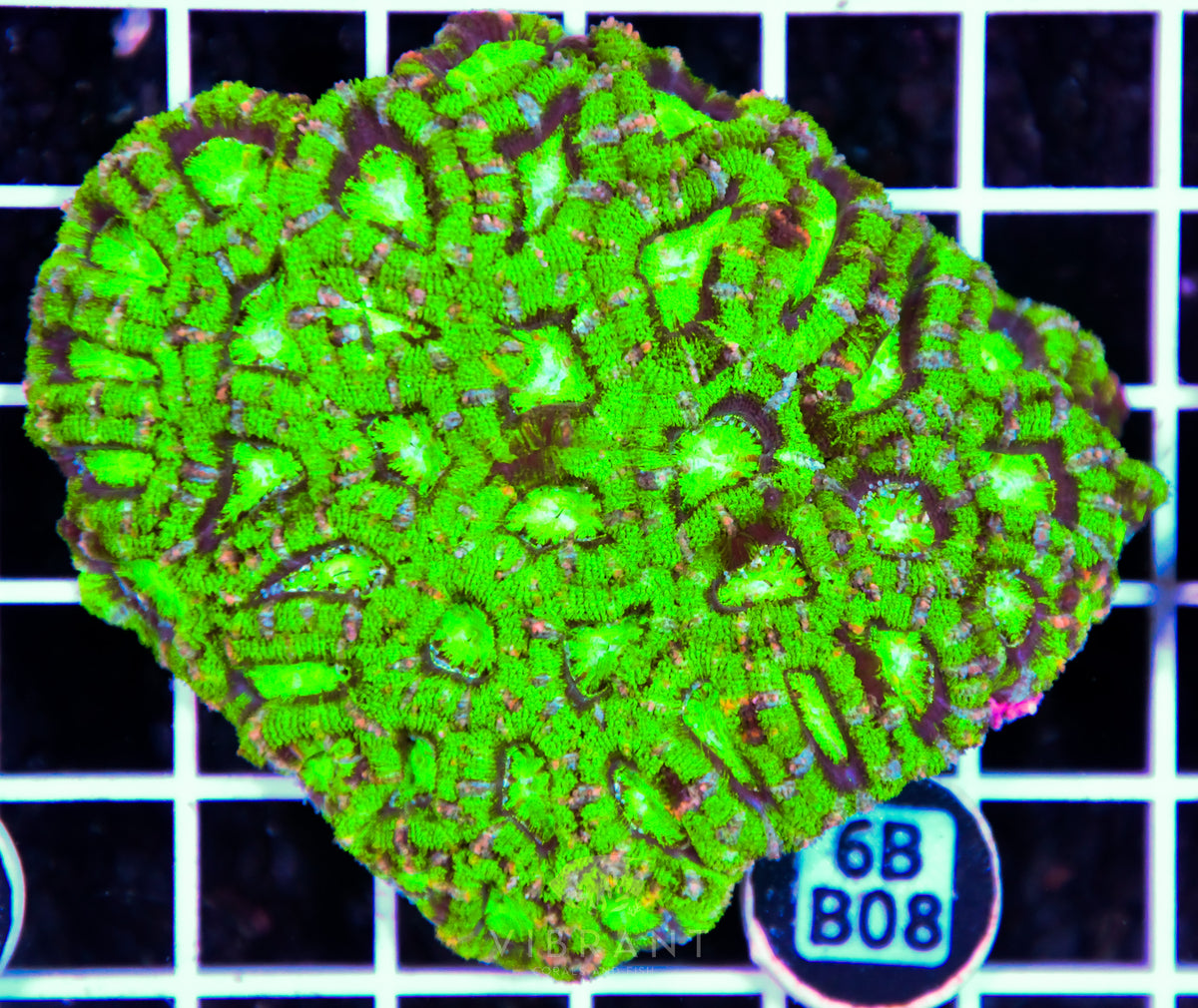 Acan Lord AUS